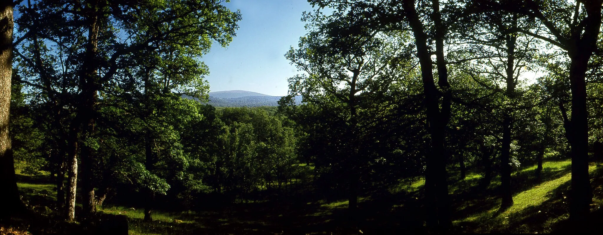 Photo showing: Oak forest at Palacios de la Sierra, Burgos, Castile and León, Spain