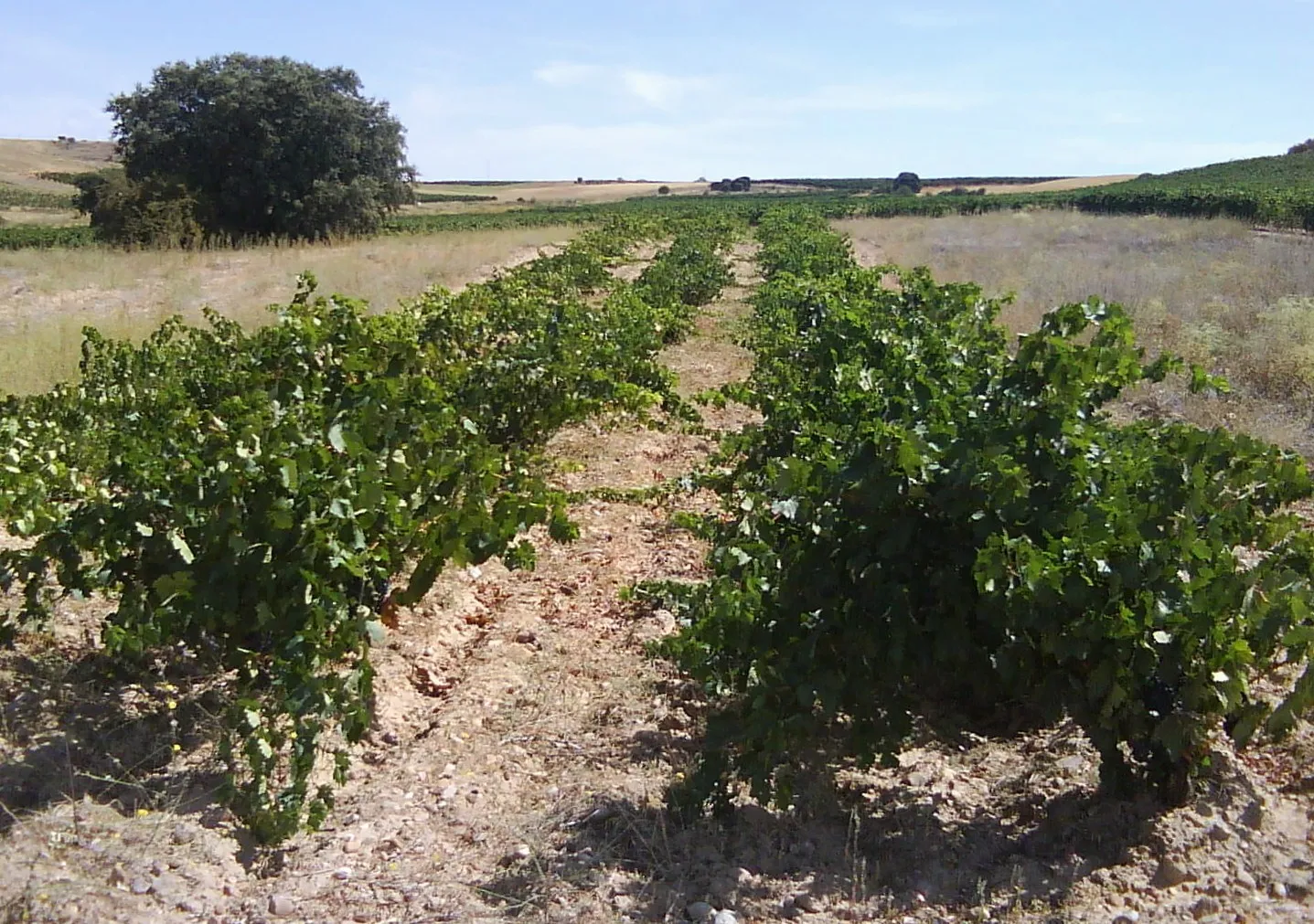 Photo showing: Vineyard of Fuentelisendo
