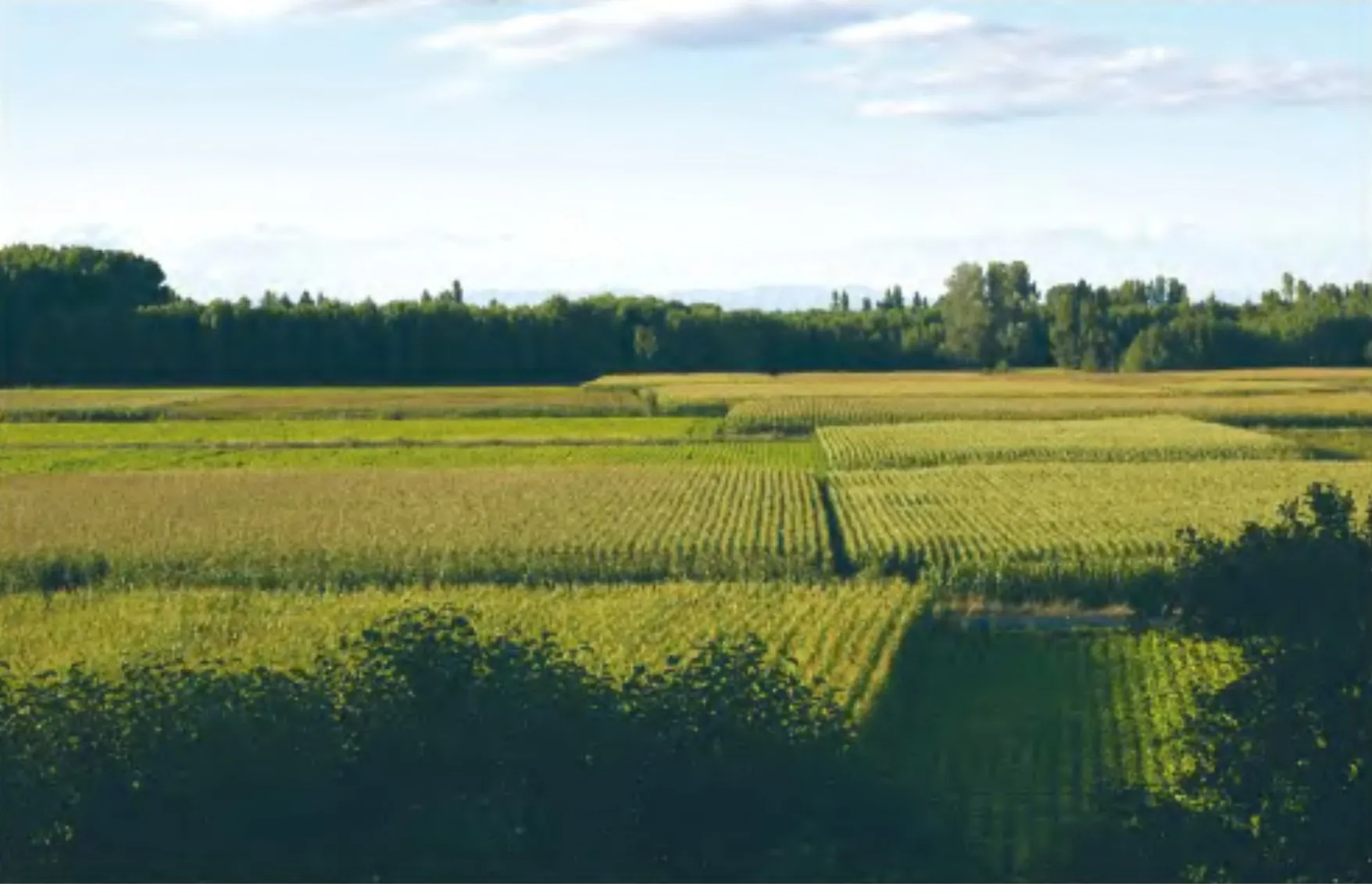 Photo showing: Maize fields in Regueras de Abajo (León, Spain), August 14, 2004.