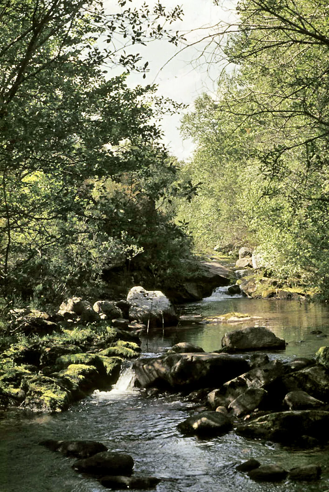 Photo showing: Razón River near the beech forest. El Royo, Soria, Castile and León, Spain