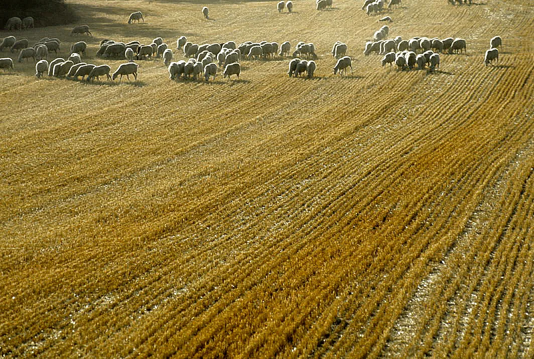 Photo showing: Sheep grazing the stubble. Villálvaro, San Esteban de Gormaz, Soria, Castile and León, Spain