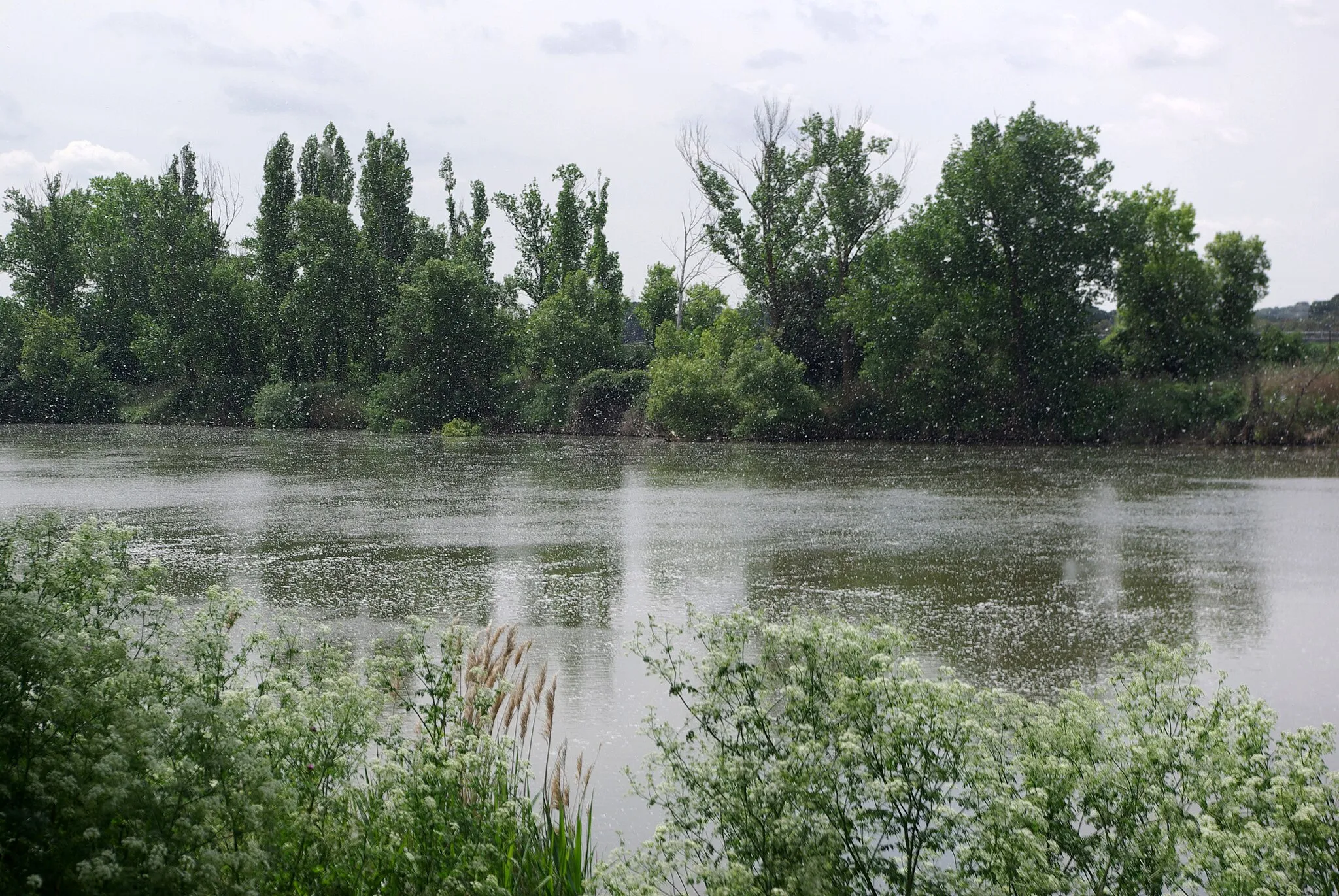 Photo showing: Seed dispersal by wind and water of black poplar (Populus nigra). Near San Miguel del Pino (Valladolid, Spain)