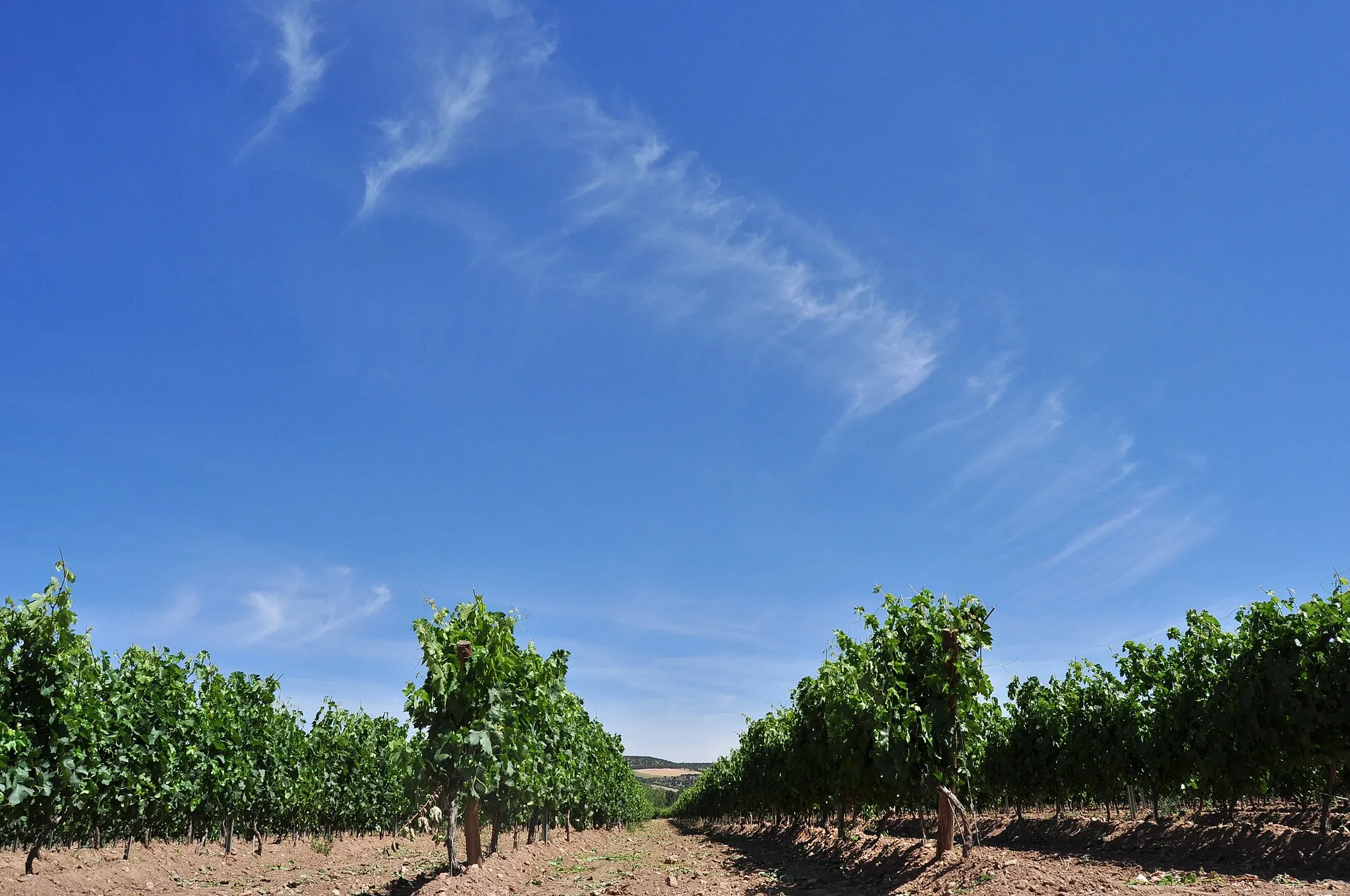 Photo showing: San Bernardo (Valbuena de Duero) - 004