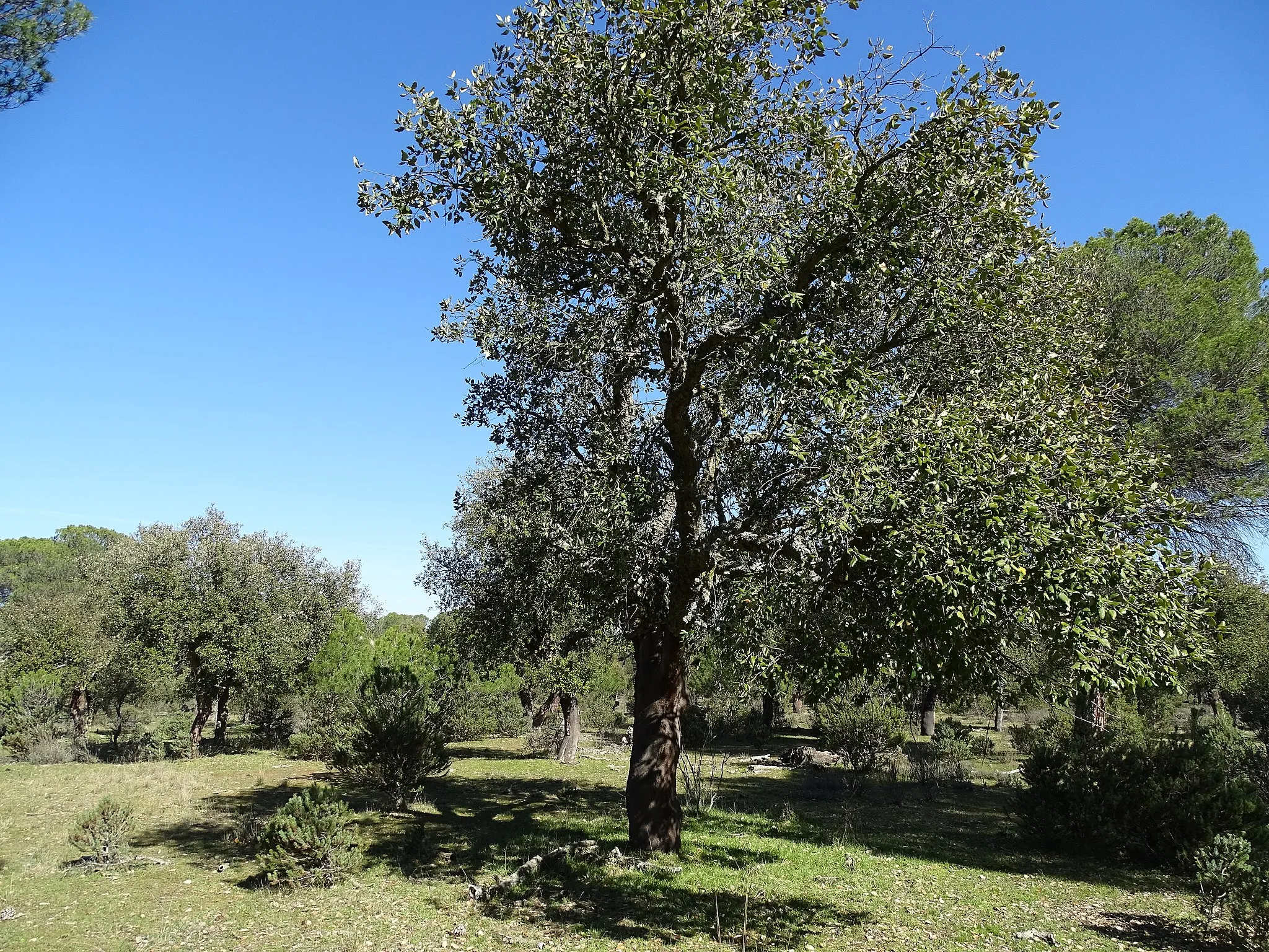 Photo showing: Foncastín (Valladolid, España). En el término municipal de Rueda y Tordesillas se encuentra el bosque de Valdegalindo con encinas, pinos y alcornoques.