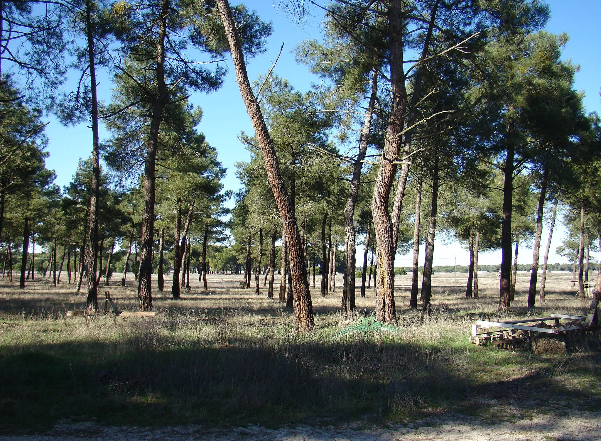 Photo showing: Moraleja de las Panaderas en la provincia de Valladolid, España. Pinares correspondientes a su término.