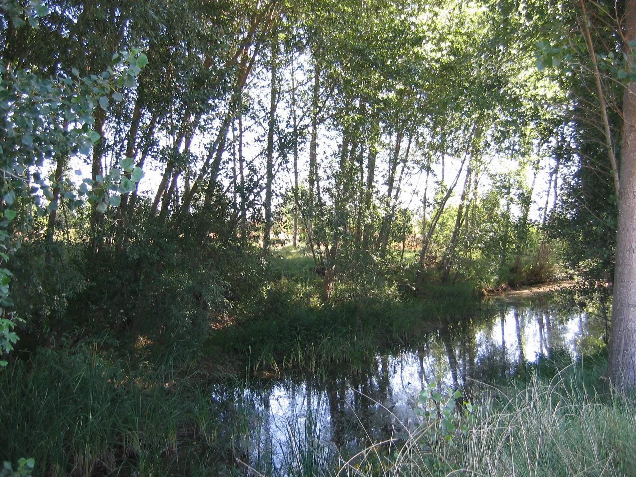 Photo showing: Valdavia river near Abia de las Torres (Palencia, Castile and León).