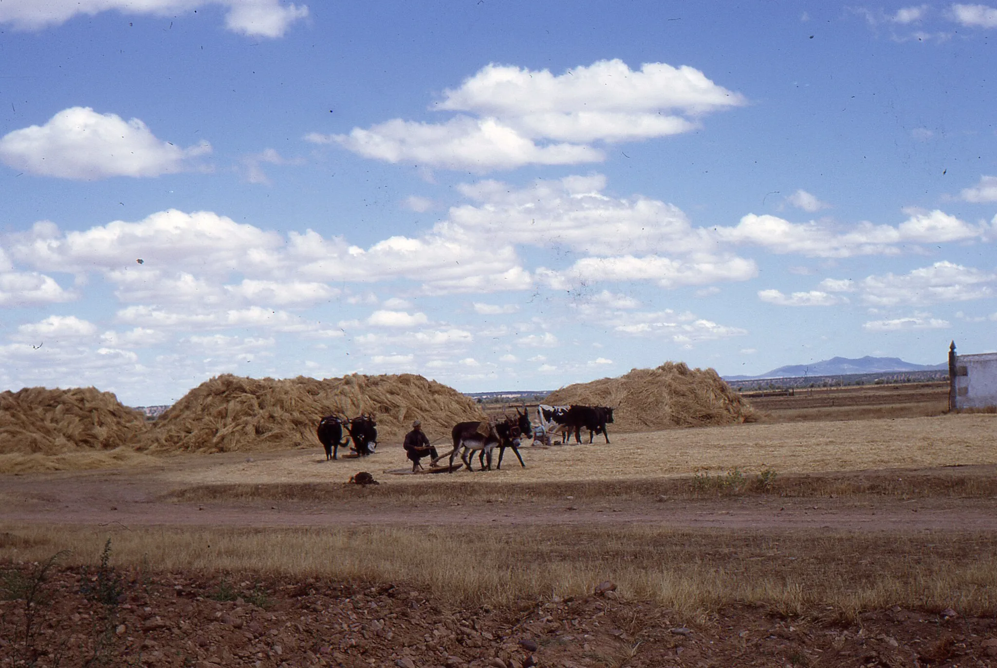 Photo showing: Martín de Yeltes - Threshing ground wheat.