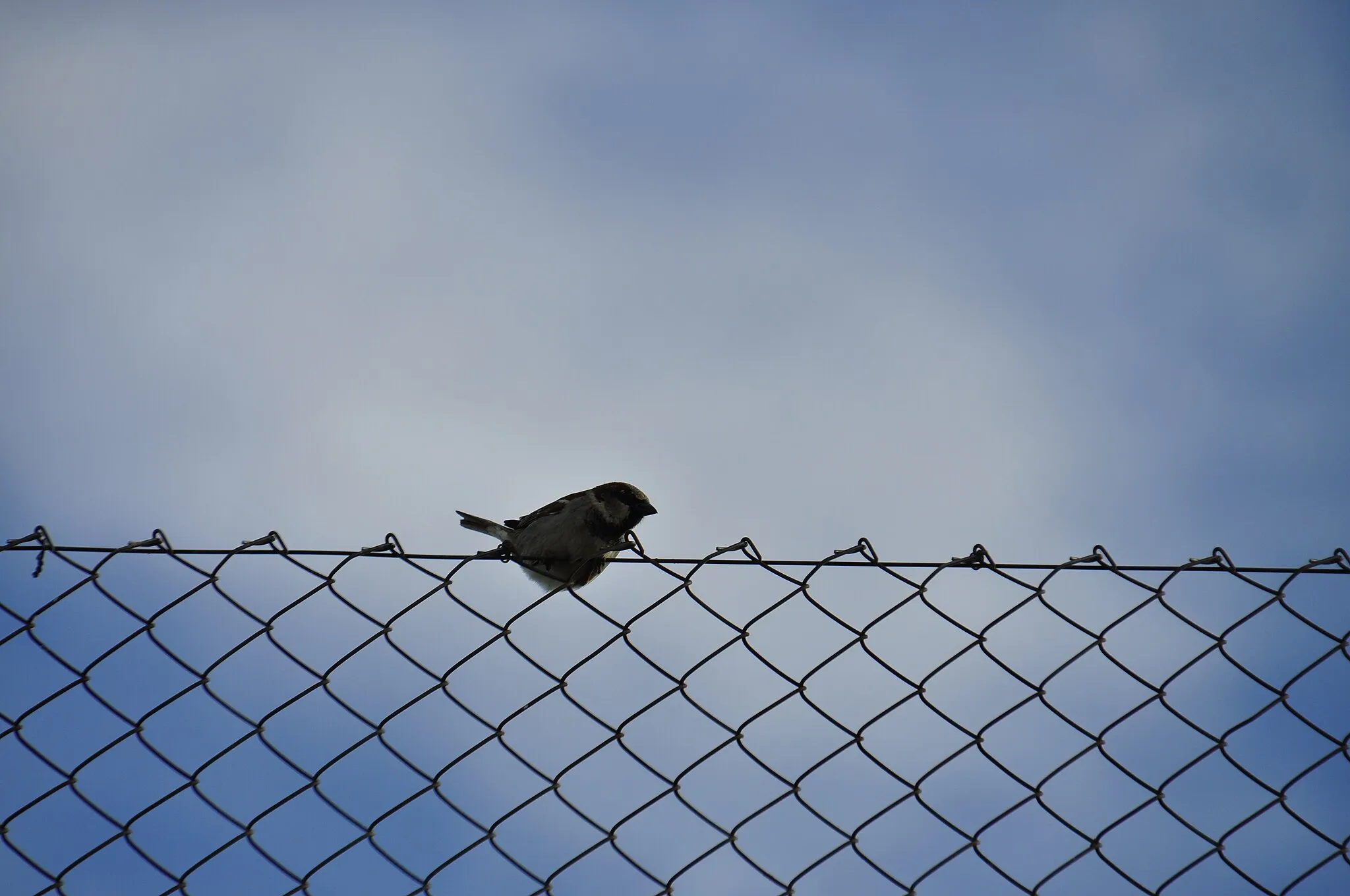 Photo showing: On the fence