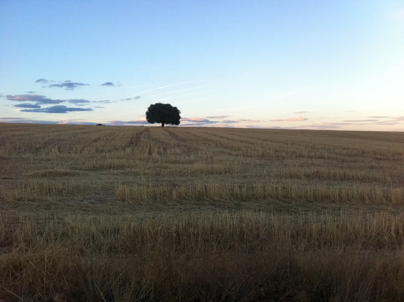 Photo showing: Rastrojo de cebada en Tamame.