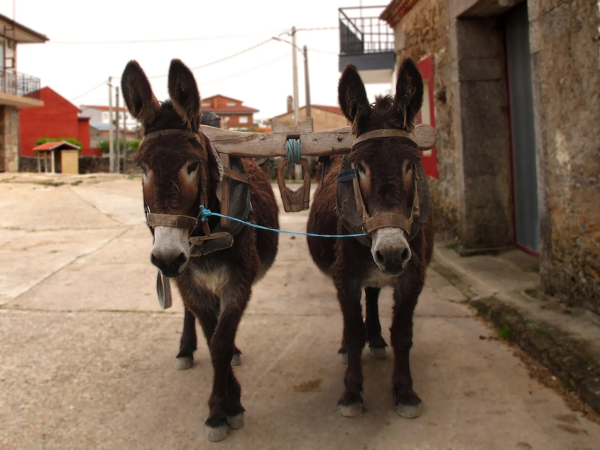 Photo showing: La zona de Villalcampo es aún escenario habitual del empleo de estos animales en las labores tradicionales agrícolas, especialmente las relacionadas con el cultivo de viñedos, ya que los vehículos a motor no pueden transitar por muchos caminos de este entorno, así que los burros se convierten en la principal herramienta de carga. Además, los ganaderos de la zona están profundamente involucrados en el proyecto de conservación de esta raza autóctona que desarrolla la asociación nacional de criadores, ASZAL.
Se caracteriza por su gran tamaño y corpulencia, con  carácter dócil y muy resistente a los cambios del clima, su capa típica es oscura, casi negra (descrita técnicamente como "negra mal teñida") 
En 1982 estaba considerada como "en peligro de extinción".  No hay planes oficiales de conservación como tal, pero es la única raza autóctona española que dispone de su propia enciclopedia

El precio de los burros zamorano-leoneses oscila entre los "buches" o pollinos de 600 a 1.800 € y 600 euros los adultos