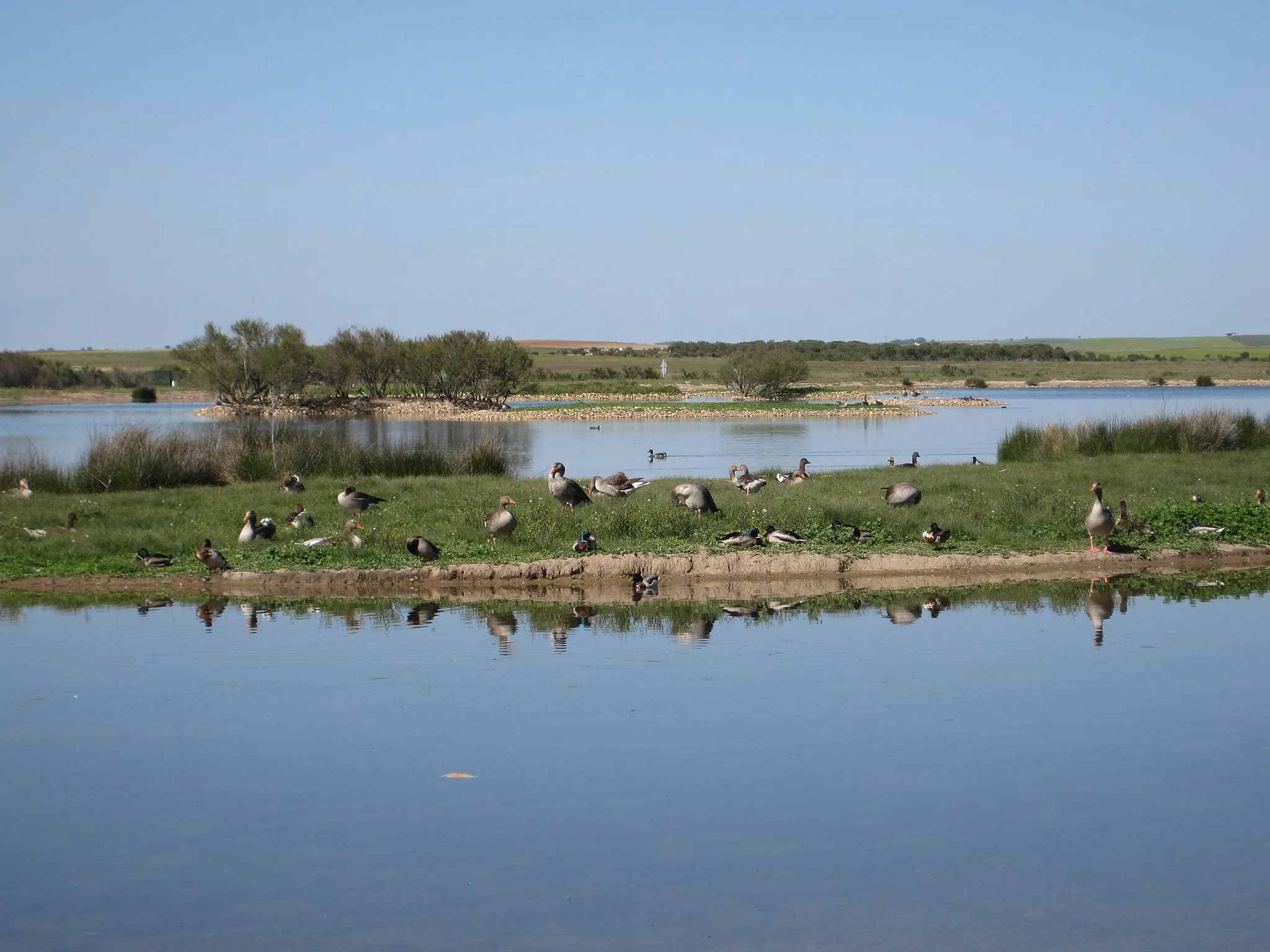 Photo showing: Diversas especies de aves en una de las charcas de las Lagunas de Villafáfila (Zamora, España).