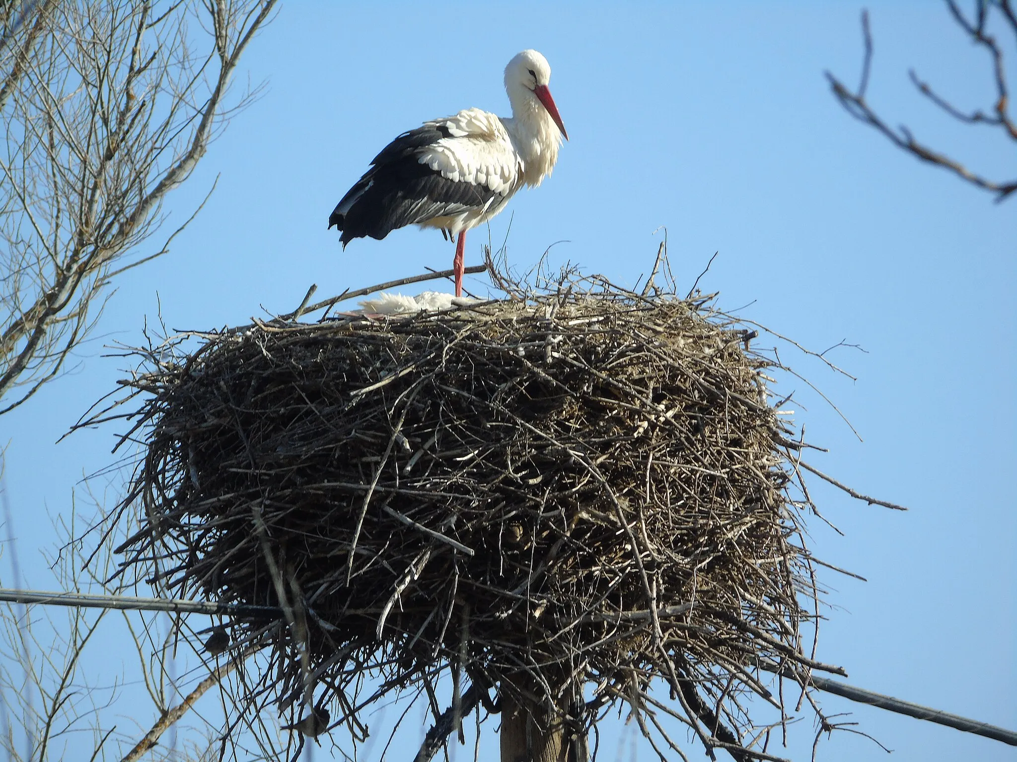 Photo showing: Ciconia ciconia (cigüeña blanca) en Valverde de la Virgen (León).