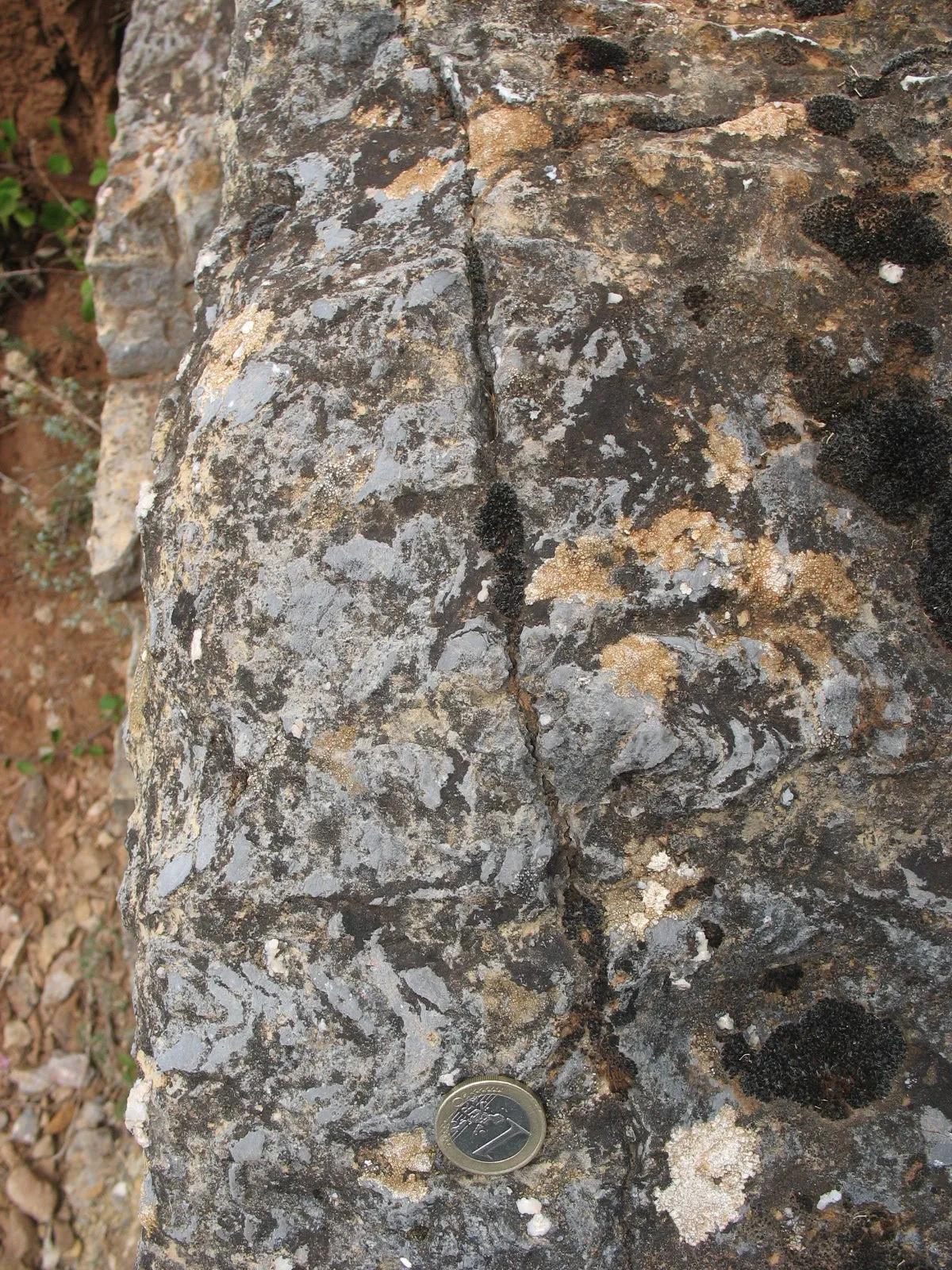 Photo showing: Estromatolitos de la Formación Caliza de Láncara. Cámbrico inferior. Barrios de Luna (León, España). Capas verticales, con el muro a la izquierda y el techo a la derecha de la imagen. Imagen del miembro inferior de la formación: calizas grises con estromatolitos. (Moneda de escala: 1 EUR, Ø 23,25 mm)