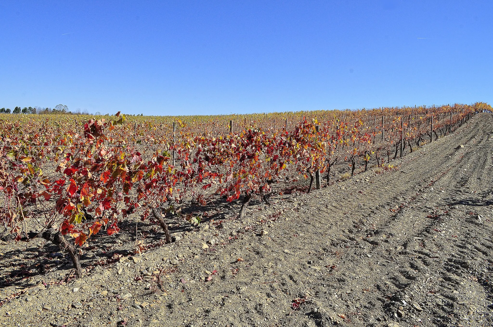 Photo showing: Autumn vineyards