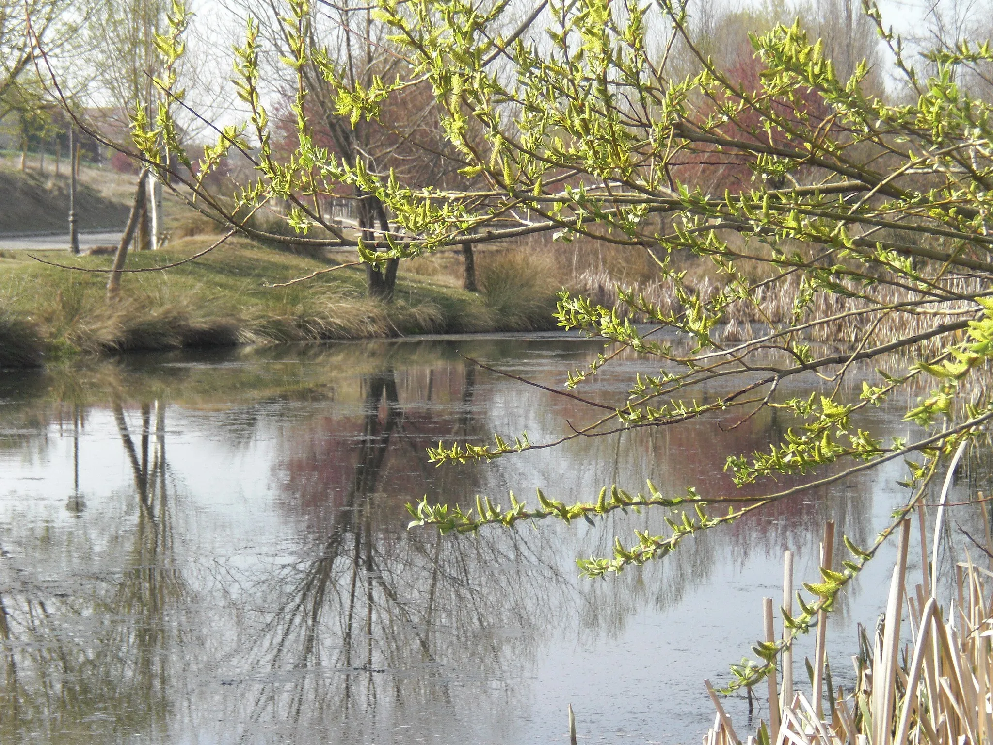 Photo showing: Charca de las tencas en el parque recreativo Virgen de la Salud de Marugán