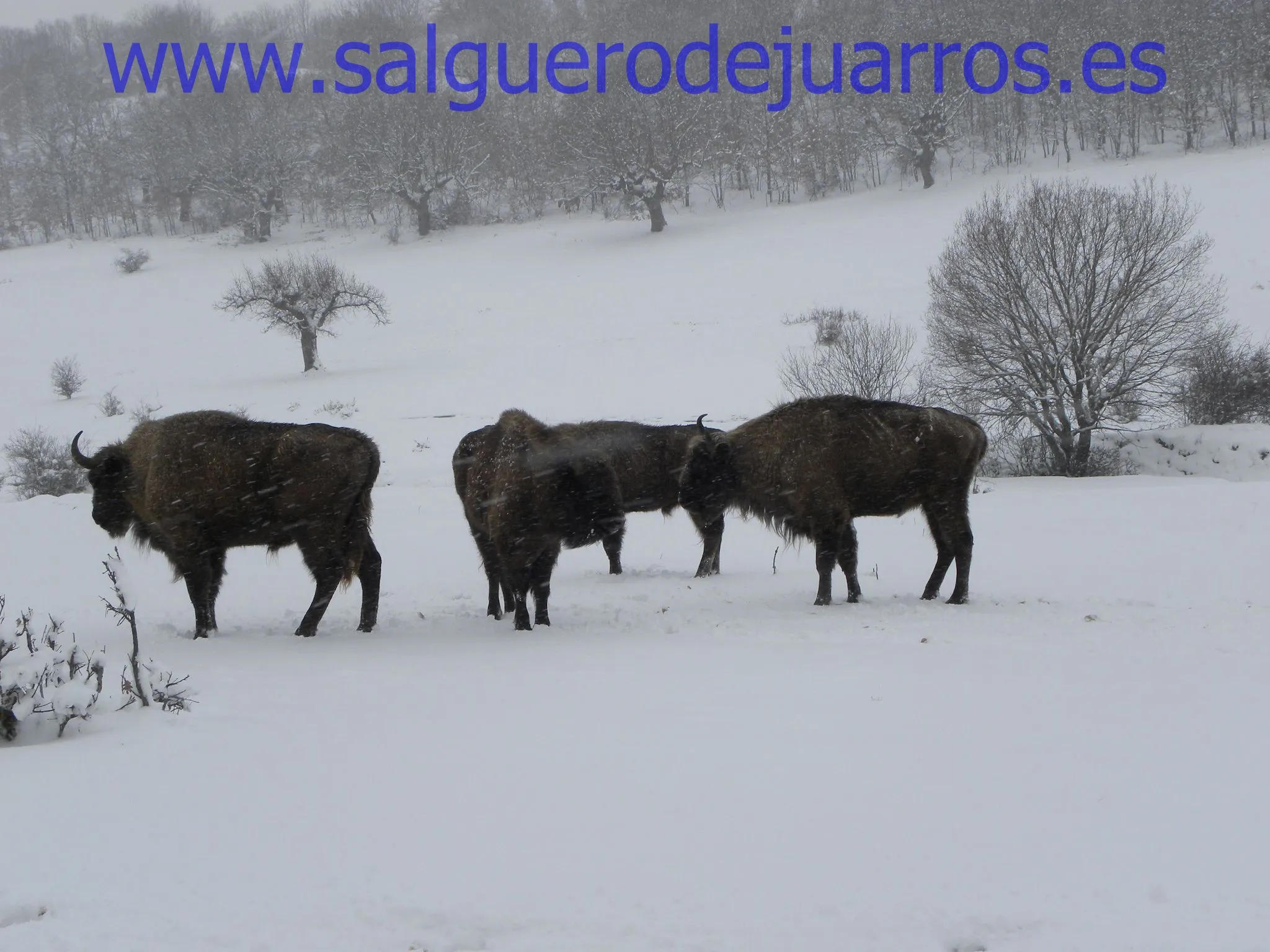 Photo showing: Bisontes en Salgüero de Juarros (Burgos, Spain))