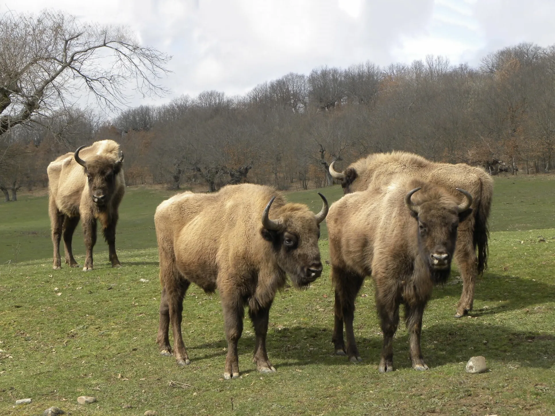 Photo showing: European bison (Bison bonasus) in Salgüero de Juarros (Burgos, Spain)