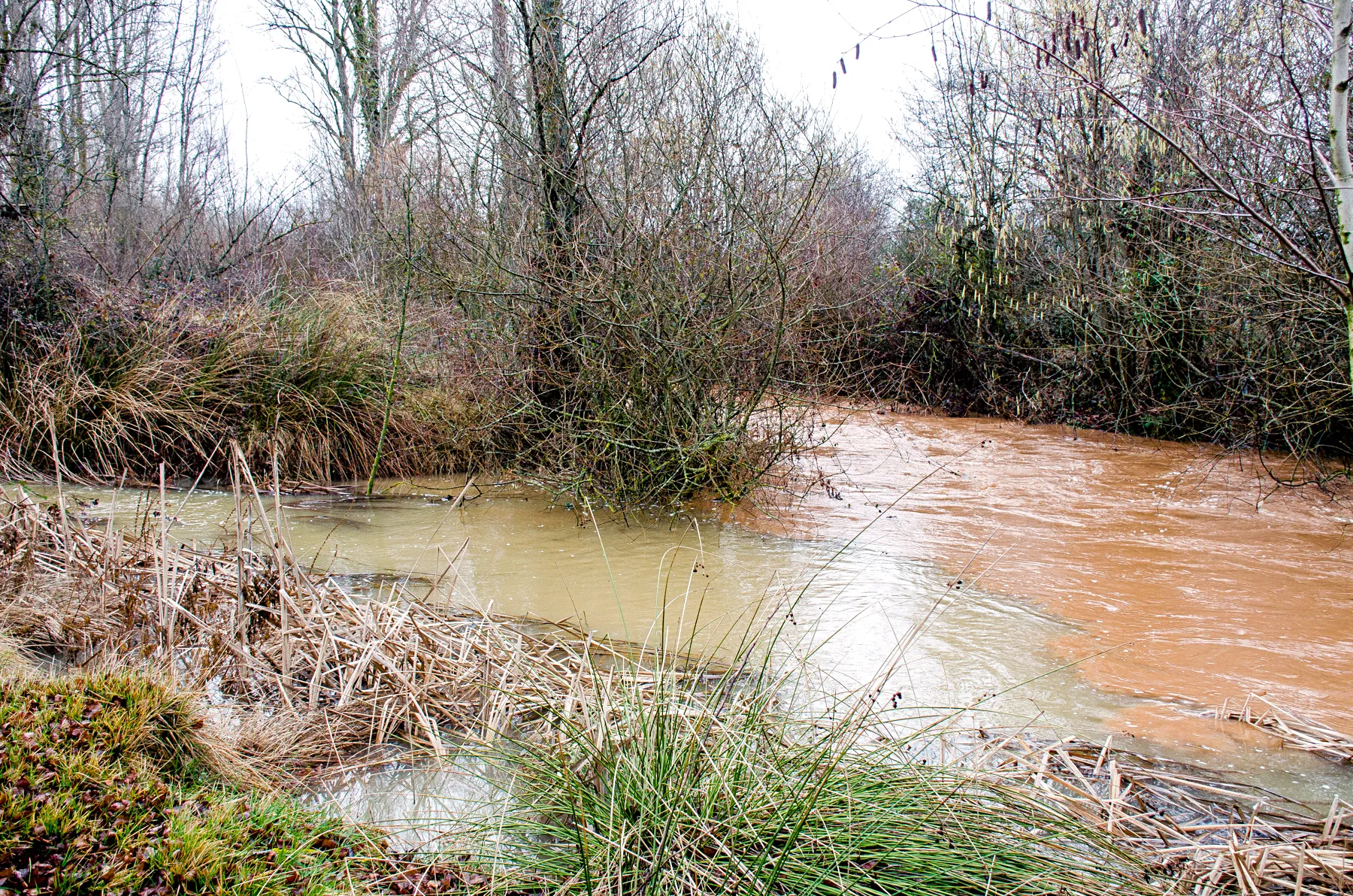 Photo showing: Río Odra en su confluencia con su afluente el Río Chico, en Sandoval de la Reina. Se aprecia el gran contraste color, al arrastrar el Odra un alto contenido en limos, a causa de fuertes lluvias. Los limos procederían de tierras recién aradas, seguramente a favor de la pendiente y seguramente y mayormente del municipio de Humada.