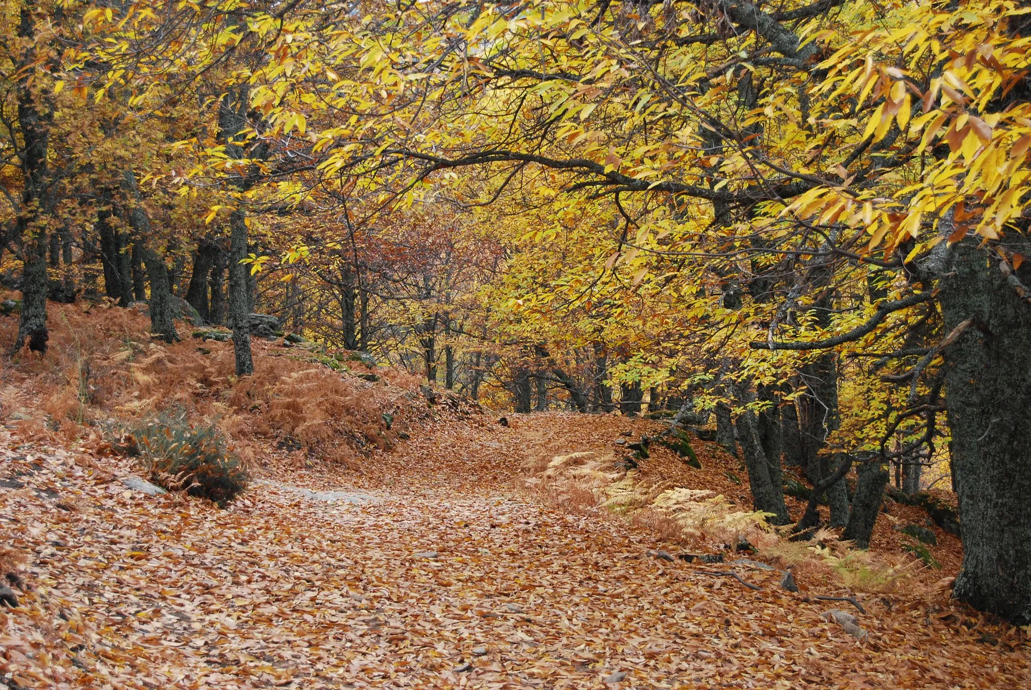 Photo showing: En otoño todas las hojas esparcidas totalmente por el camino impiden ver éste