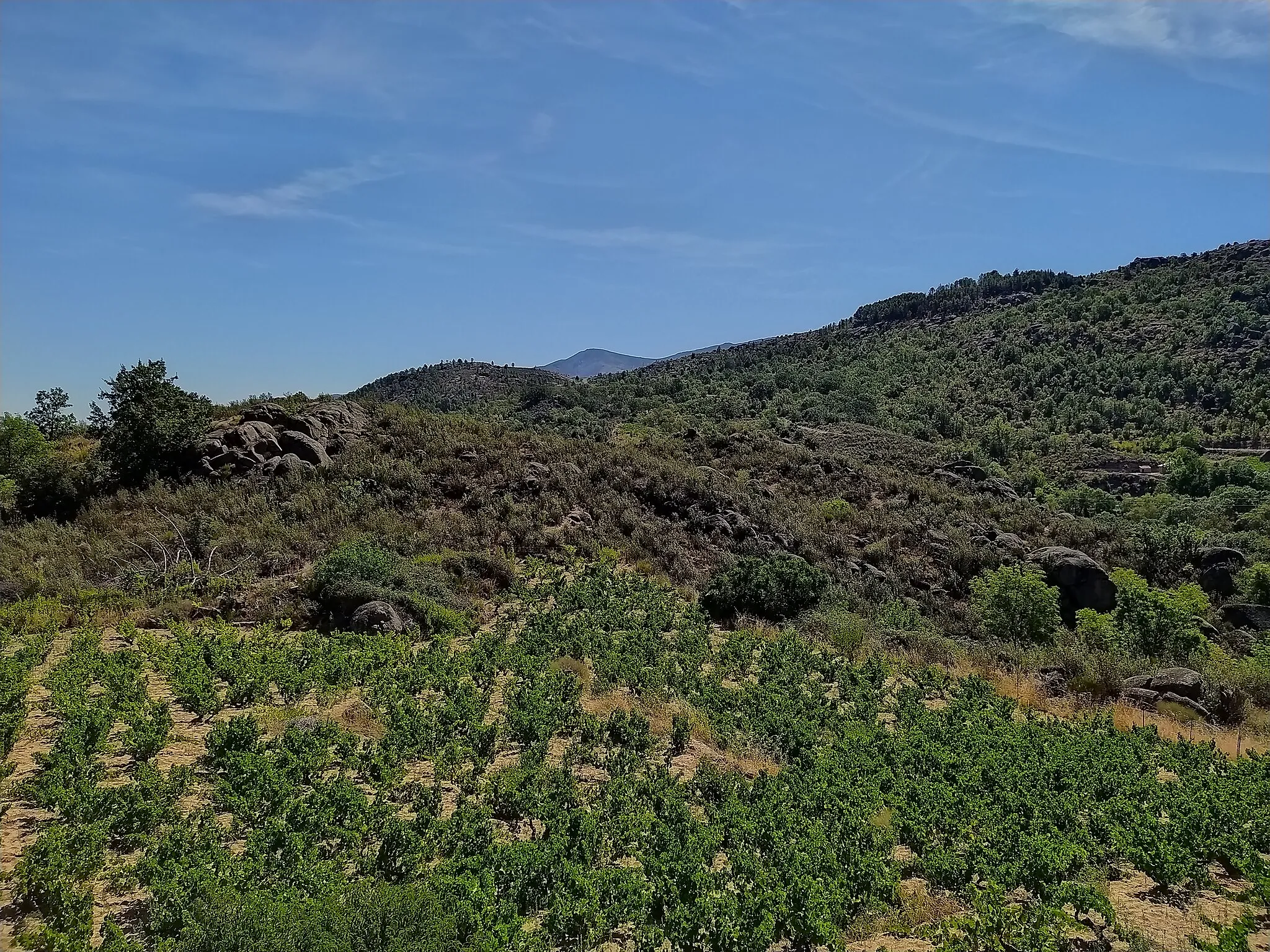 Photo showing: Viñedo de garnacha tinta en El Morisco (Navatalgordo). Suelos graníticos en el Valle del Alberche, en la Sierra de Gredos Oriental.