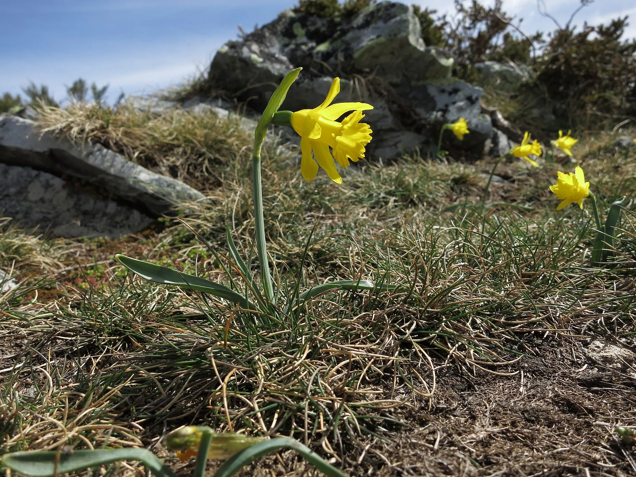 Photo showing: Narcissus asturiensis, Montes Ancares, Ponferrada, León, España