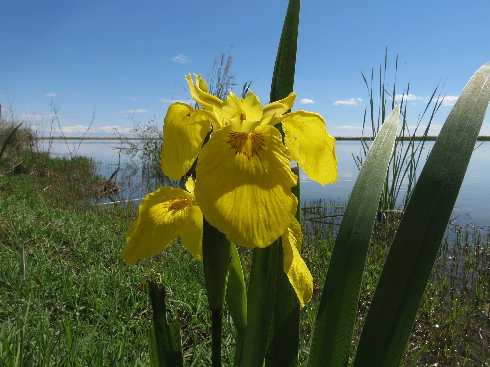 Photo showing: Iris pseudacorus L., Yellow Flag, Ebro Delta, Spain, 18 May 2013