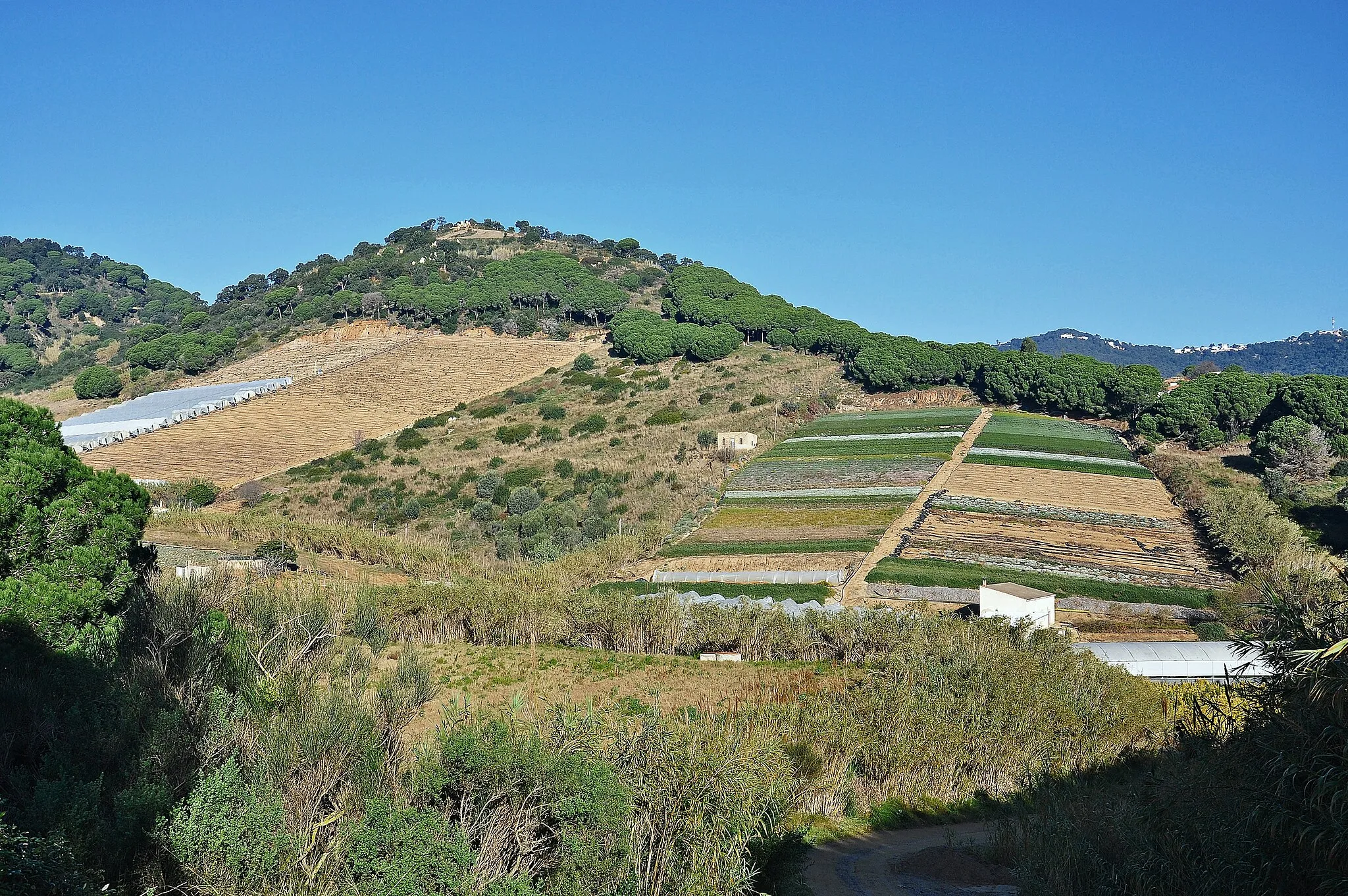 Photo showing: invernaderos de calella-maresme