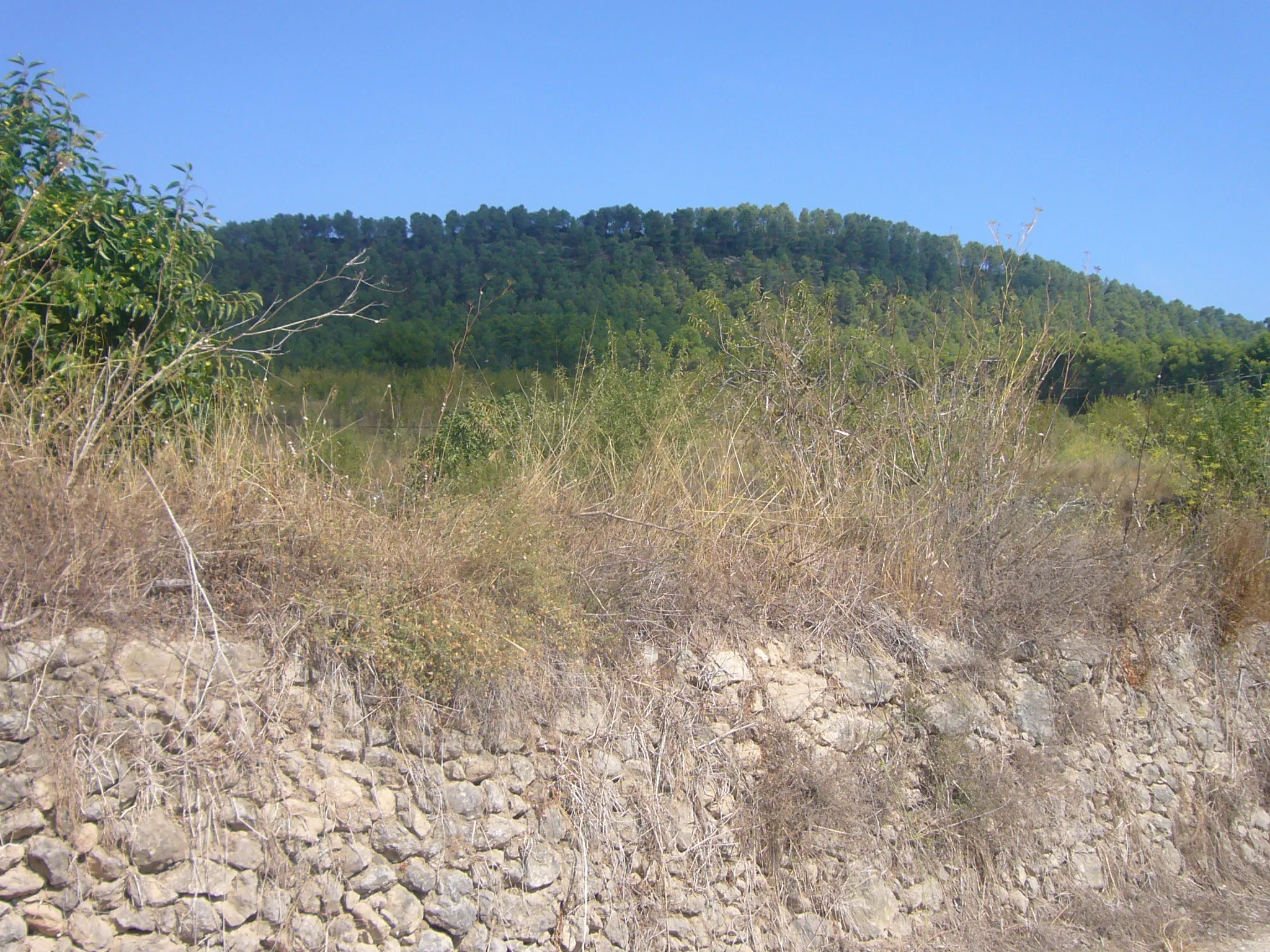 Photo showing: Turó de Can Vidal, vist des de Can Vidal (Santa Margarida de Montbui)