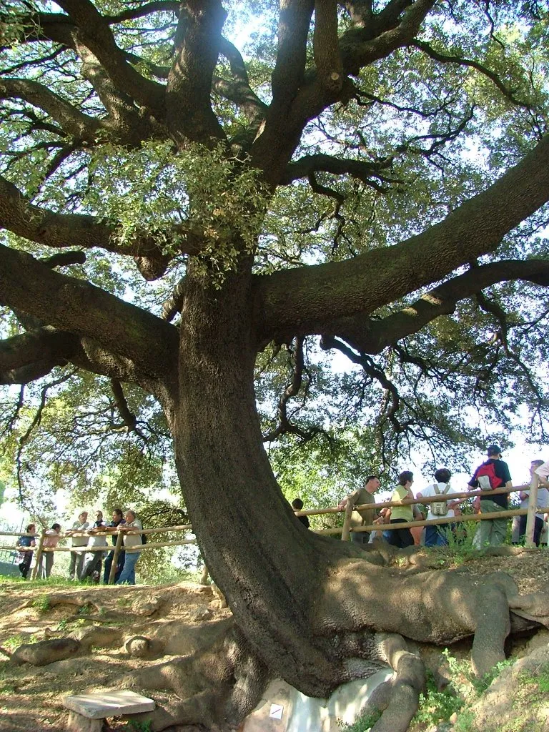 Photo showing: L'ermita preromànica de Palol Sabaldòria, a Vilafant.