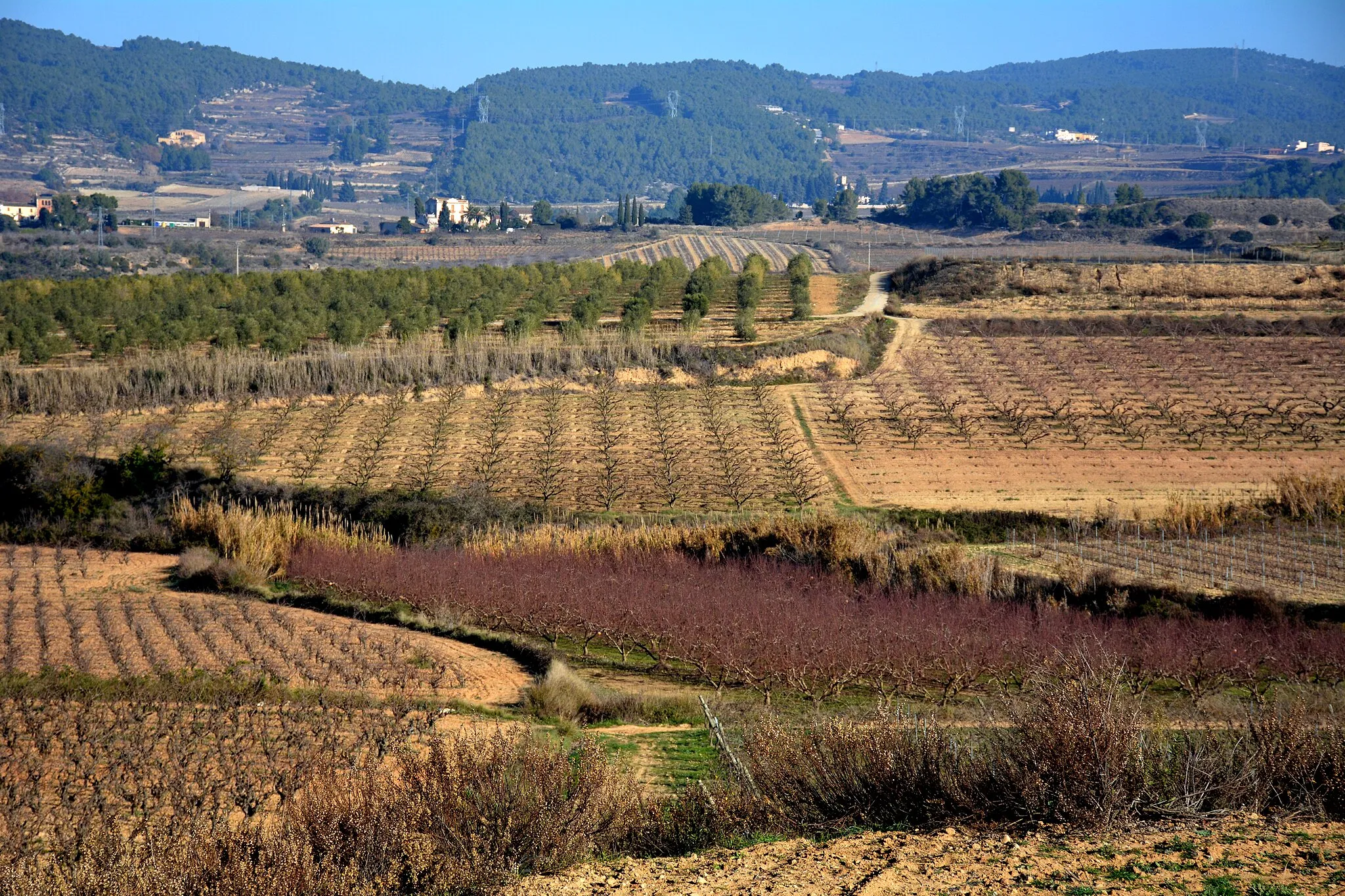 Photo showing: Presseguers, oliveres  i vinyes de Sant Pau d'Ordal.