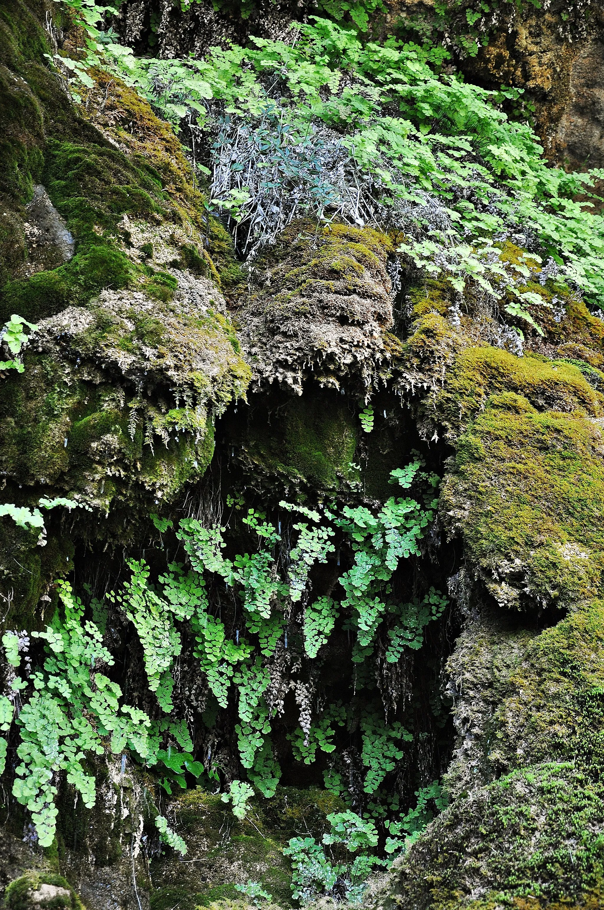 Photo showing: ripolles-cataluña