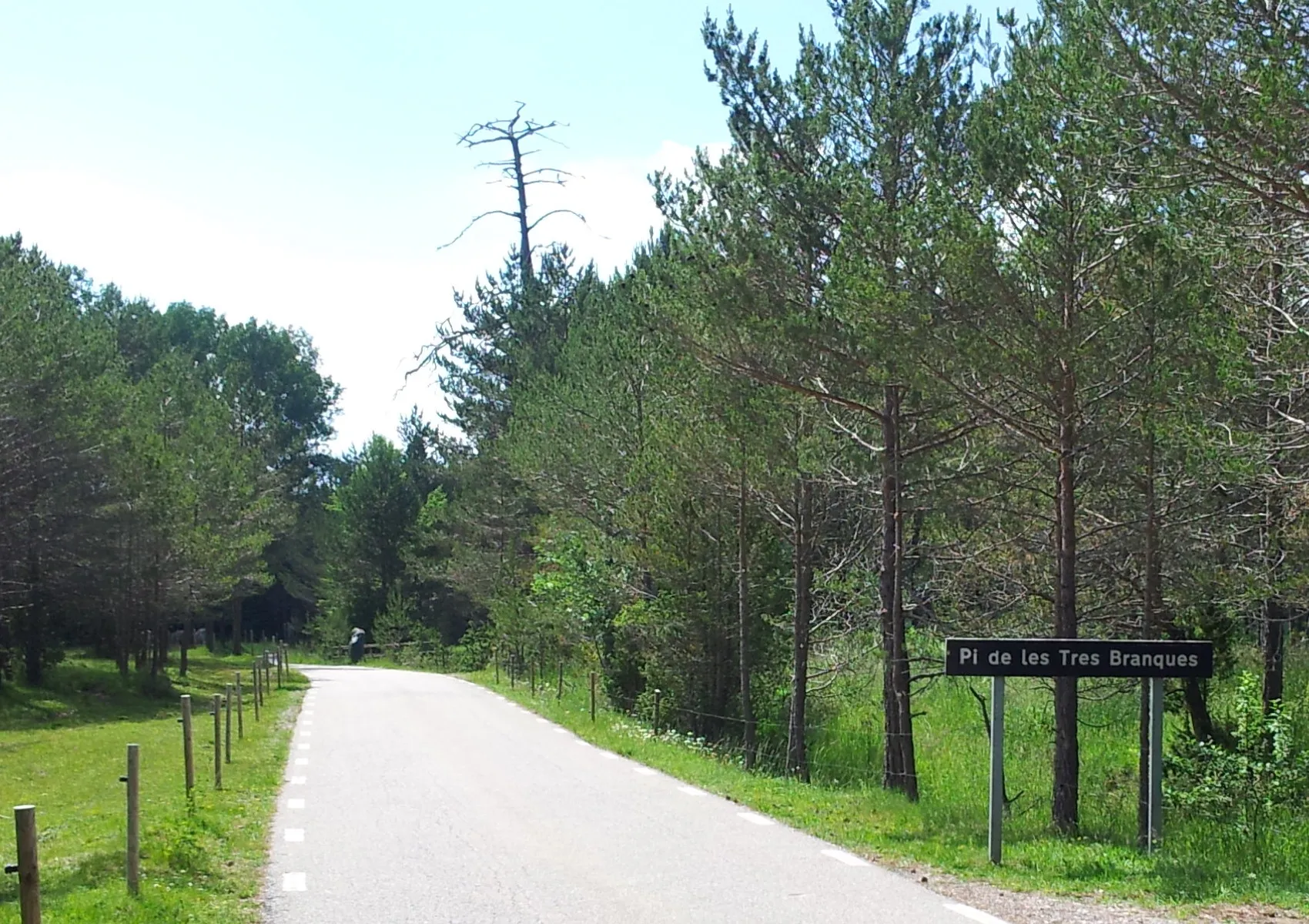 Photo showing: Road passing Pi de les Tres Branques, in June 2015