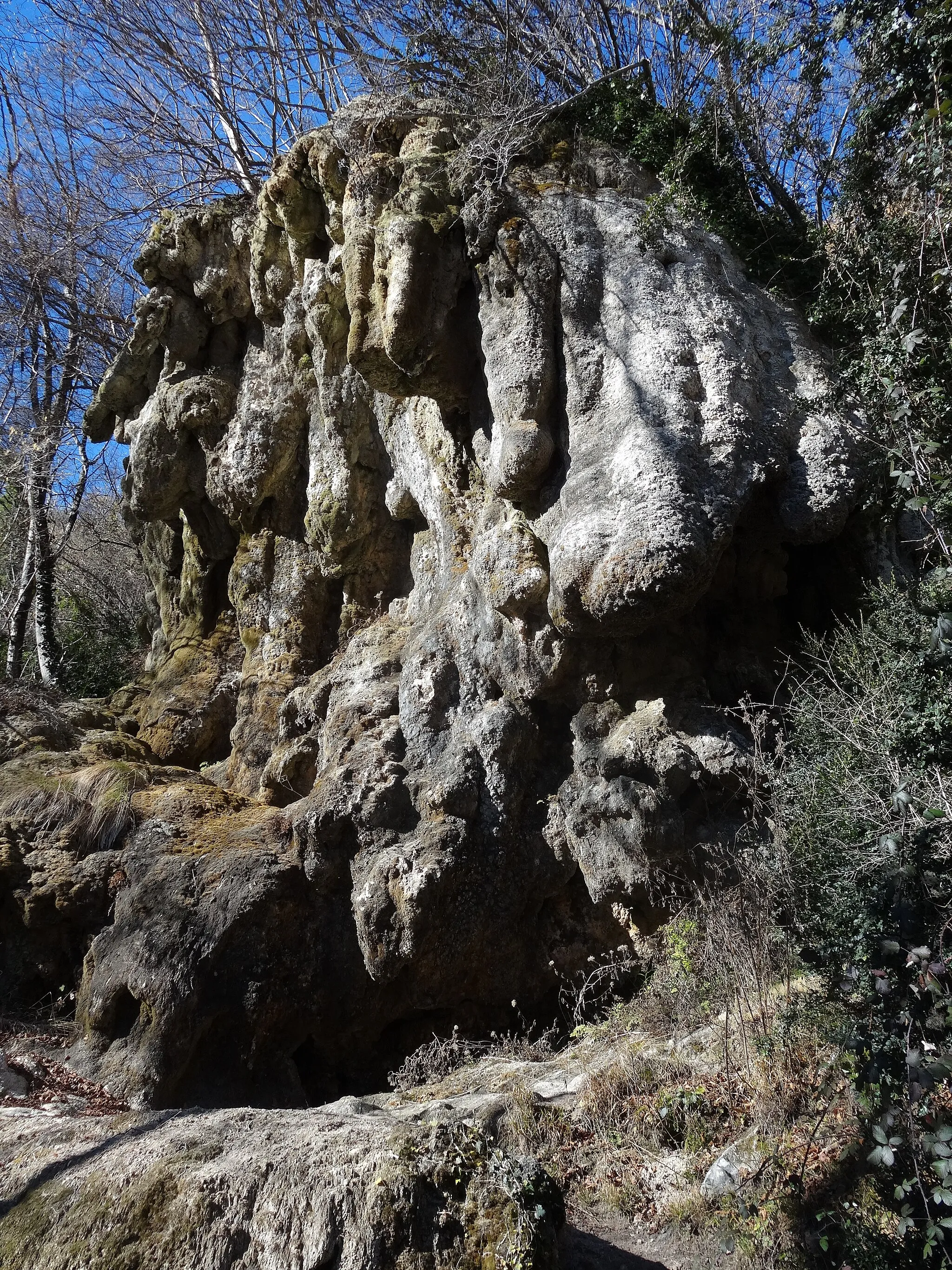 Photo showing: Tosca de Degotalls, Sant Pere de Torelló (febrer 2013)