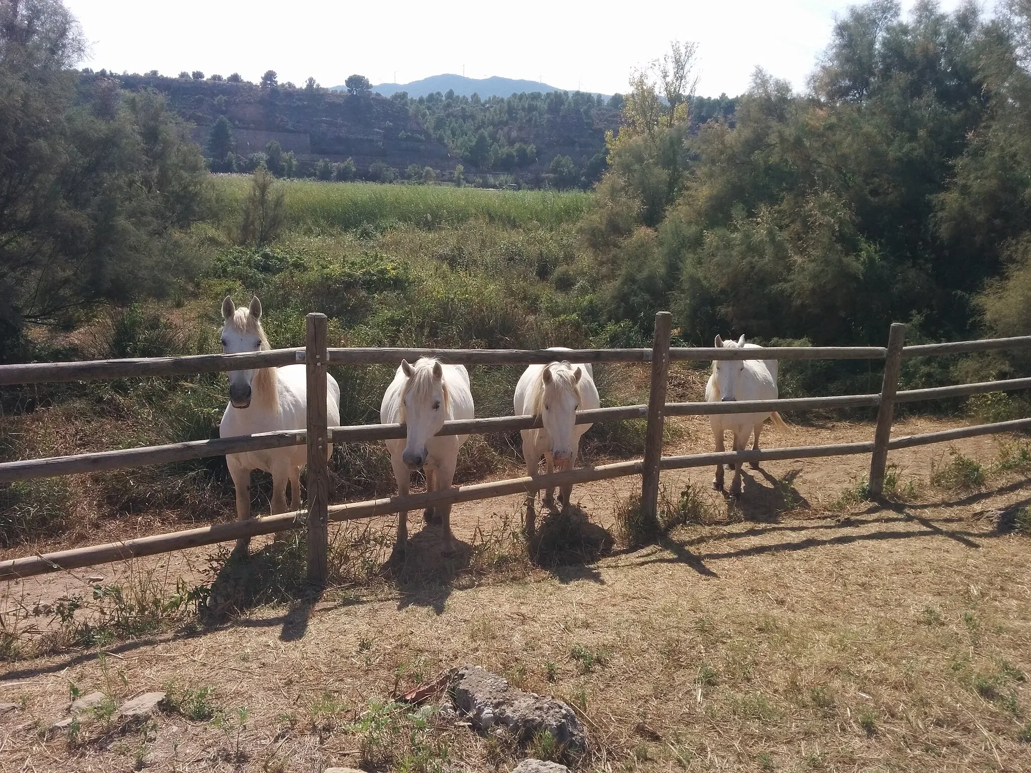 Photo showing: Camargue Horses on nature reserve in Flix by River Ebro