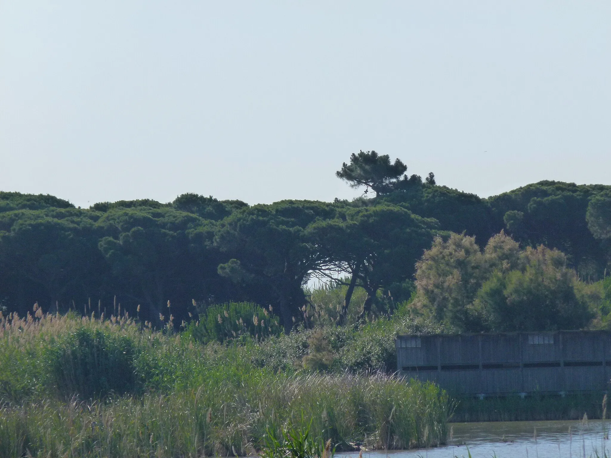 Photo showing: Aguait de Cal Tet, amb l'estany de Cal Tet al davant i la pineda de Ca l'Arana al darrera, vistos del mirador de Cal Tet.