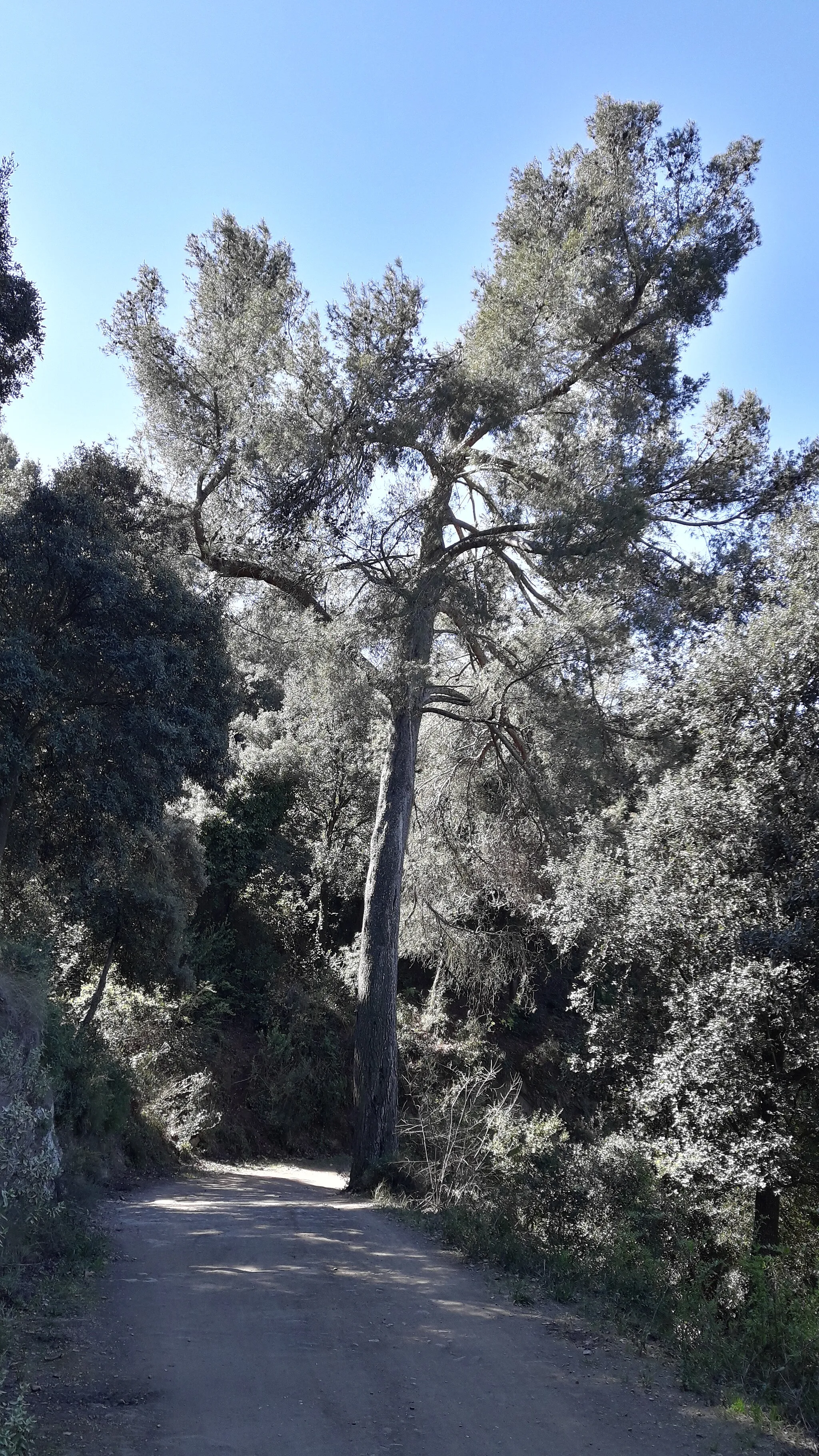 Photo showing: Baixant per la pista des del coll de les Torres cap a la torre de Santa Margarida.