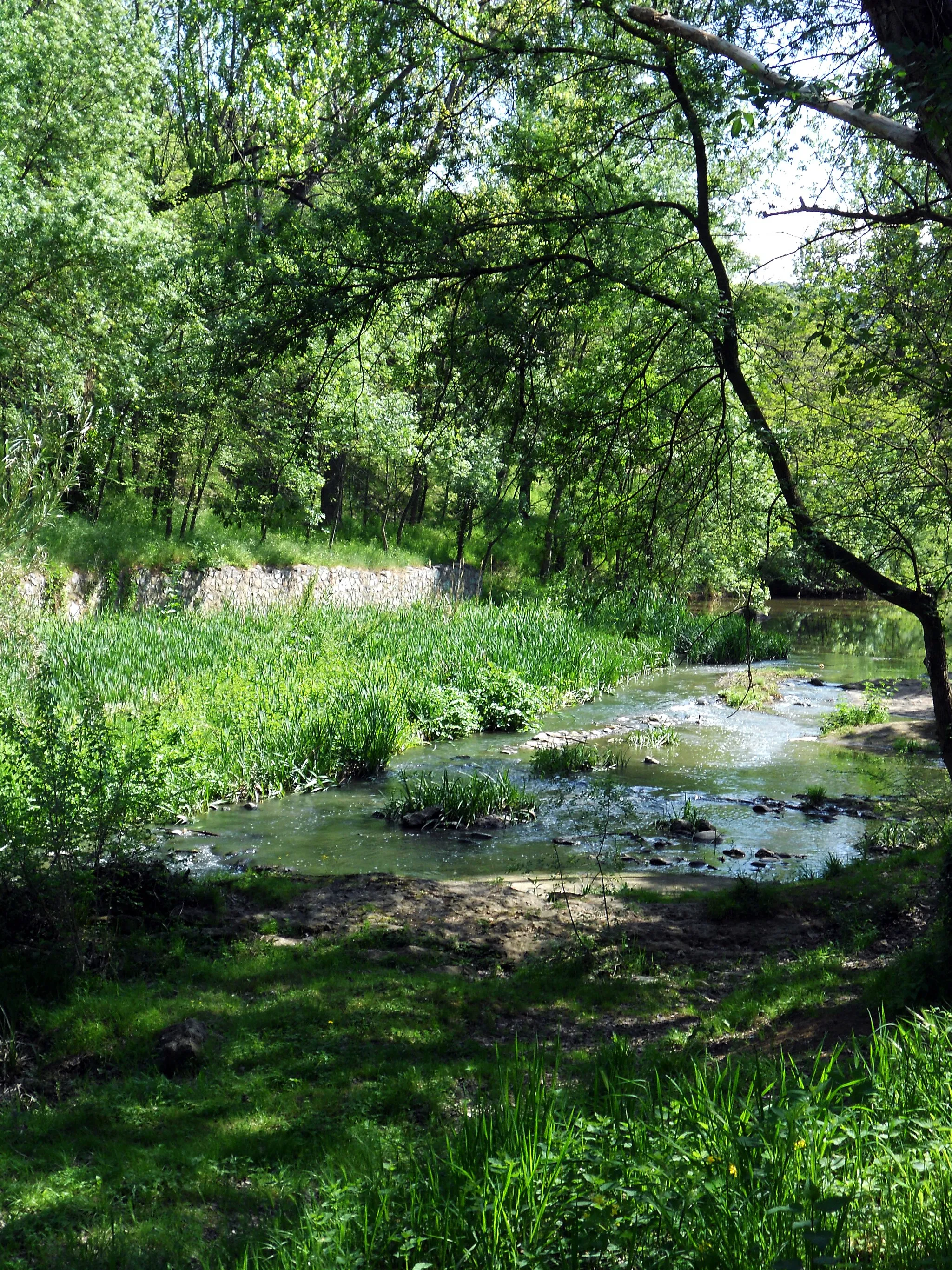 Photo showing: RIBES DEL RIU ONYAR A GIRONA