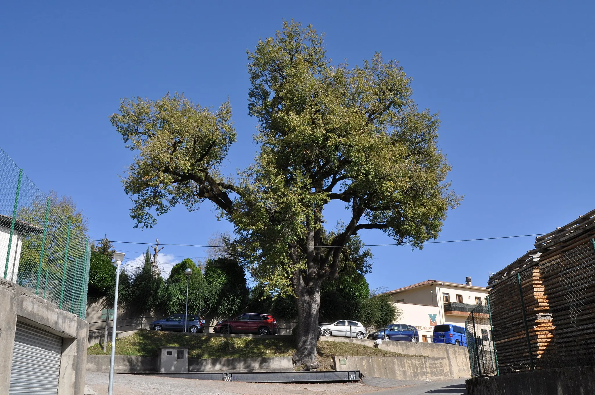 Photo showing: This is a a photo of a protected or outstanding tree in Catalonia, Spain, with id: