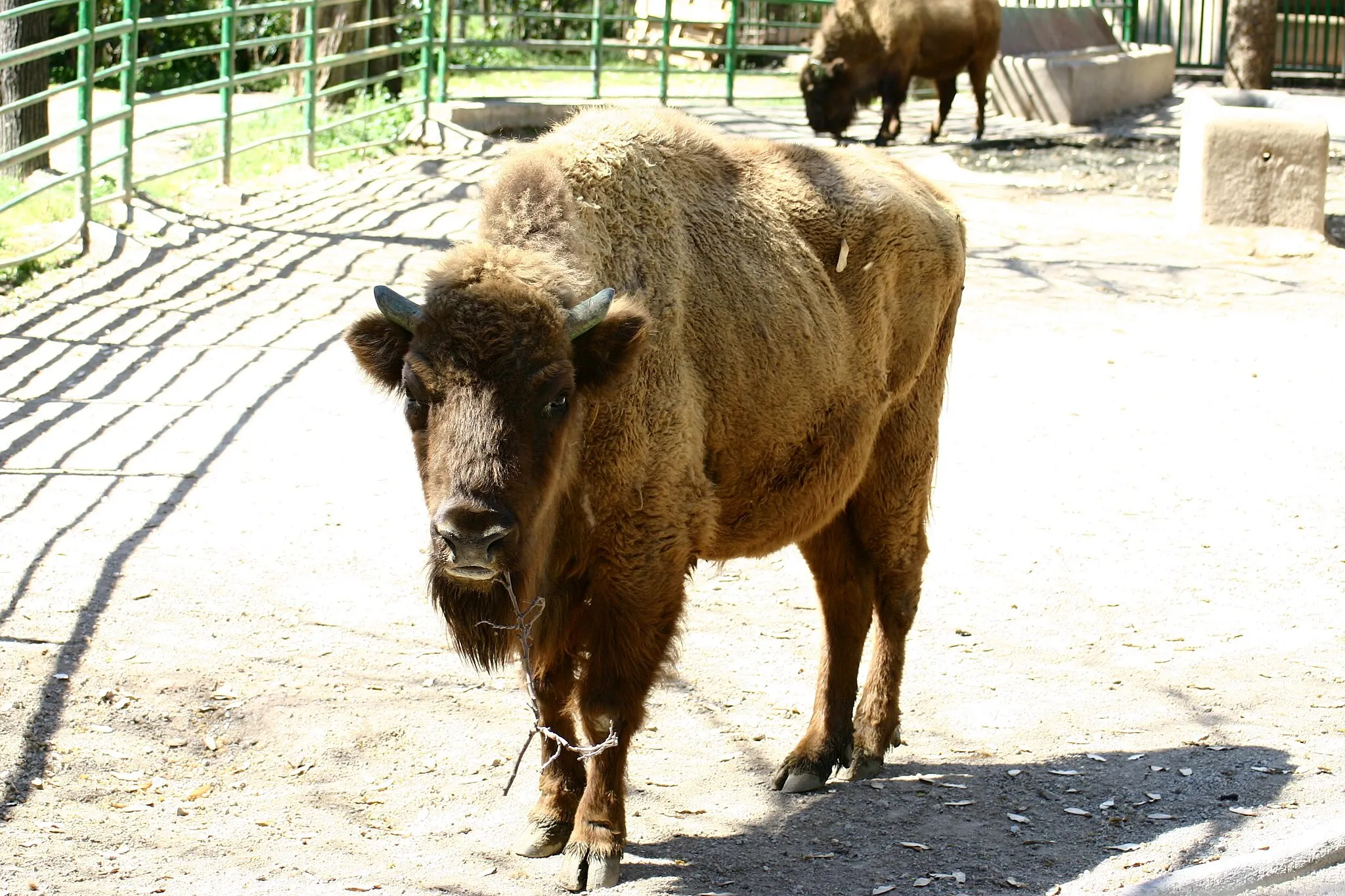 Photo showing: Zoo of Barcelona; O. Artiodactyla; F. Bovidae; Bison Bonasus