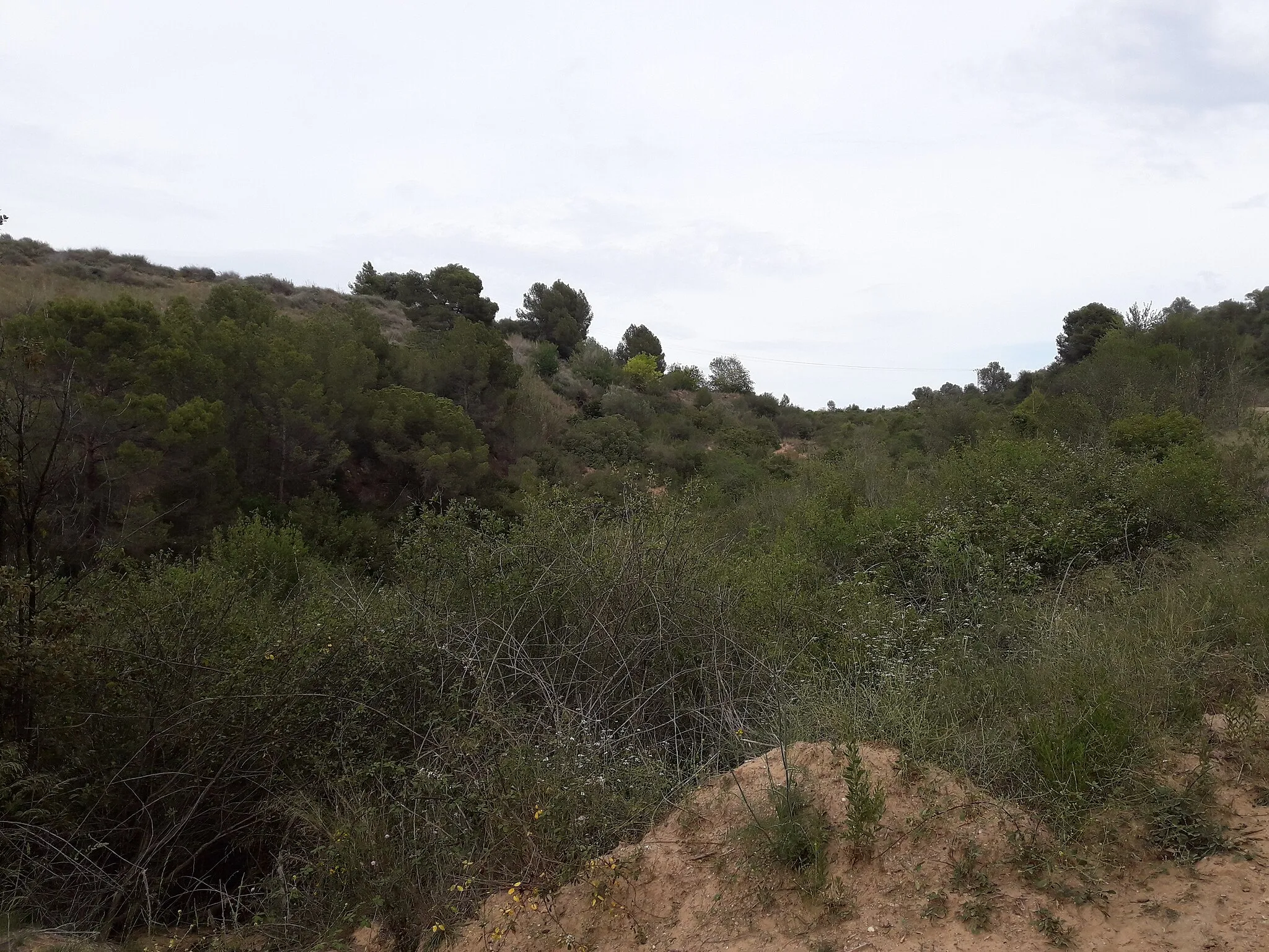 Photo showing: Entre el torrent de Pegueres i Can Costa