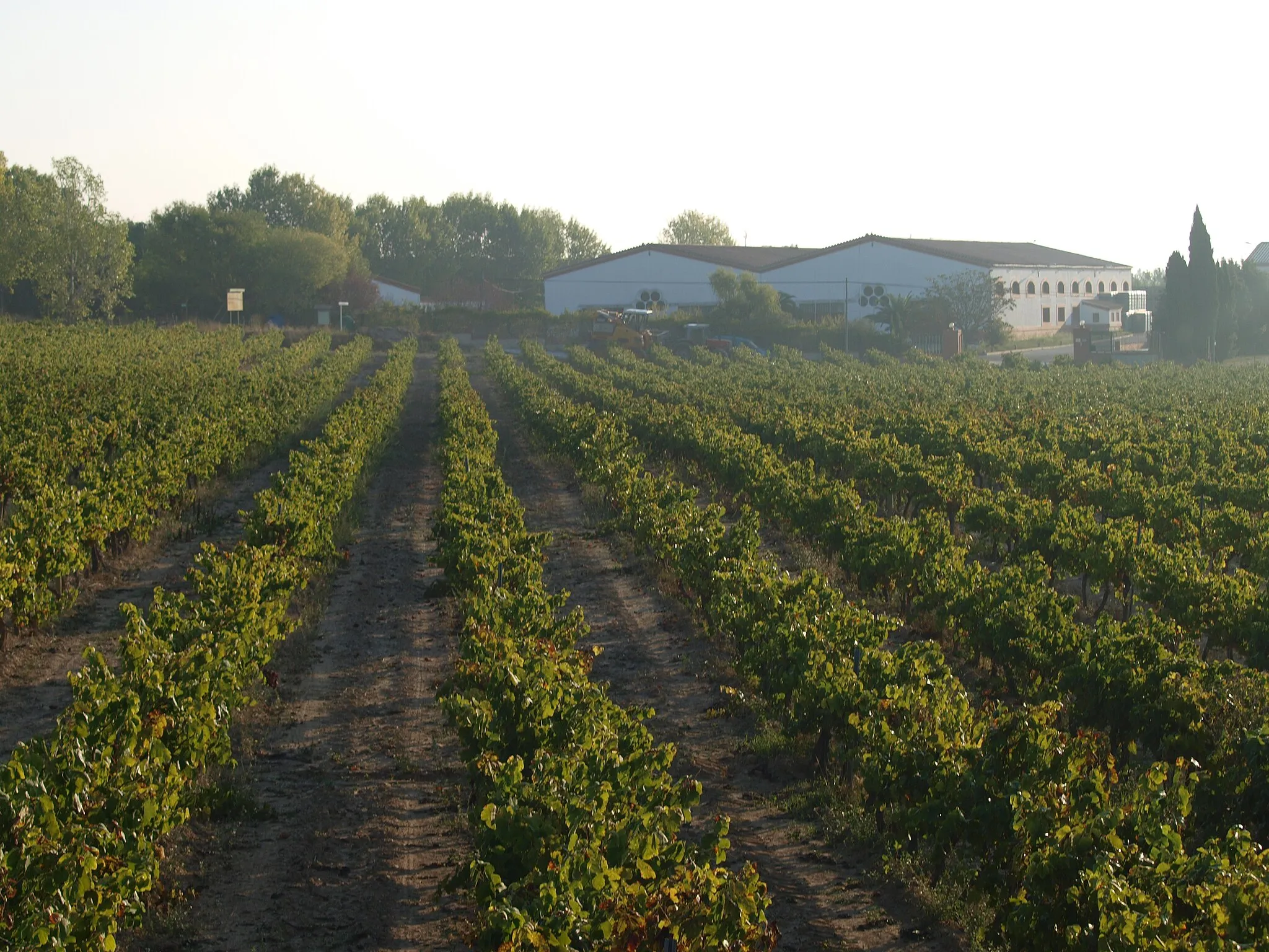 Photo showing: Bodegas Cavas Masachs situadas en el corazón del Penedés.