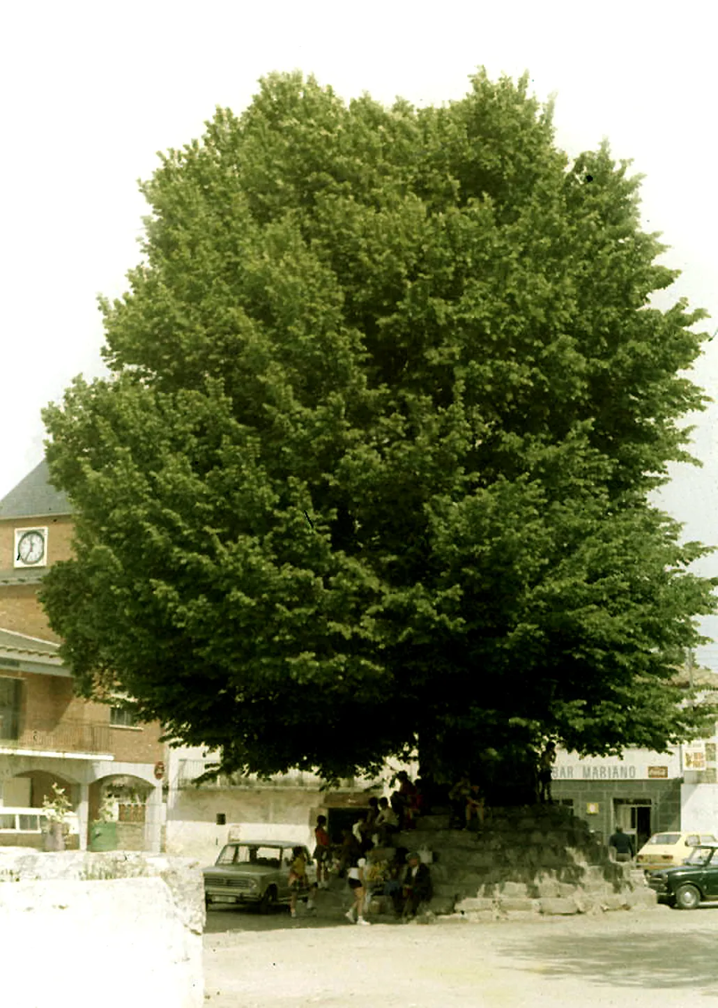 Photo showing: Old elm [Ullmus minor] at Main Square [already disappeared]. Colmenar del Arroyo, Madrid, Spain