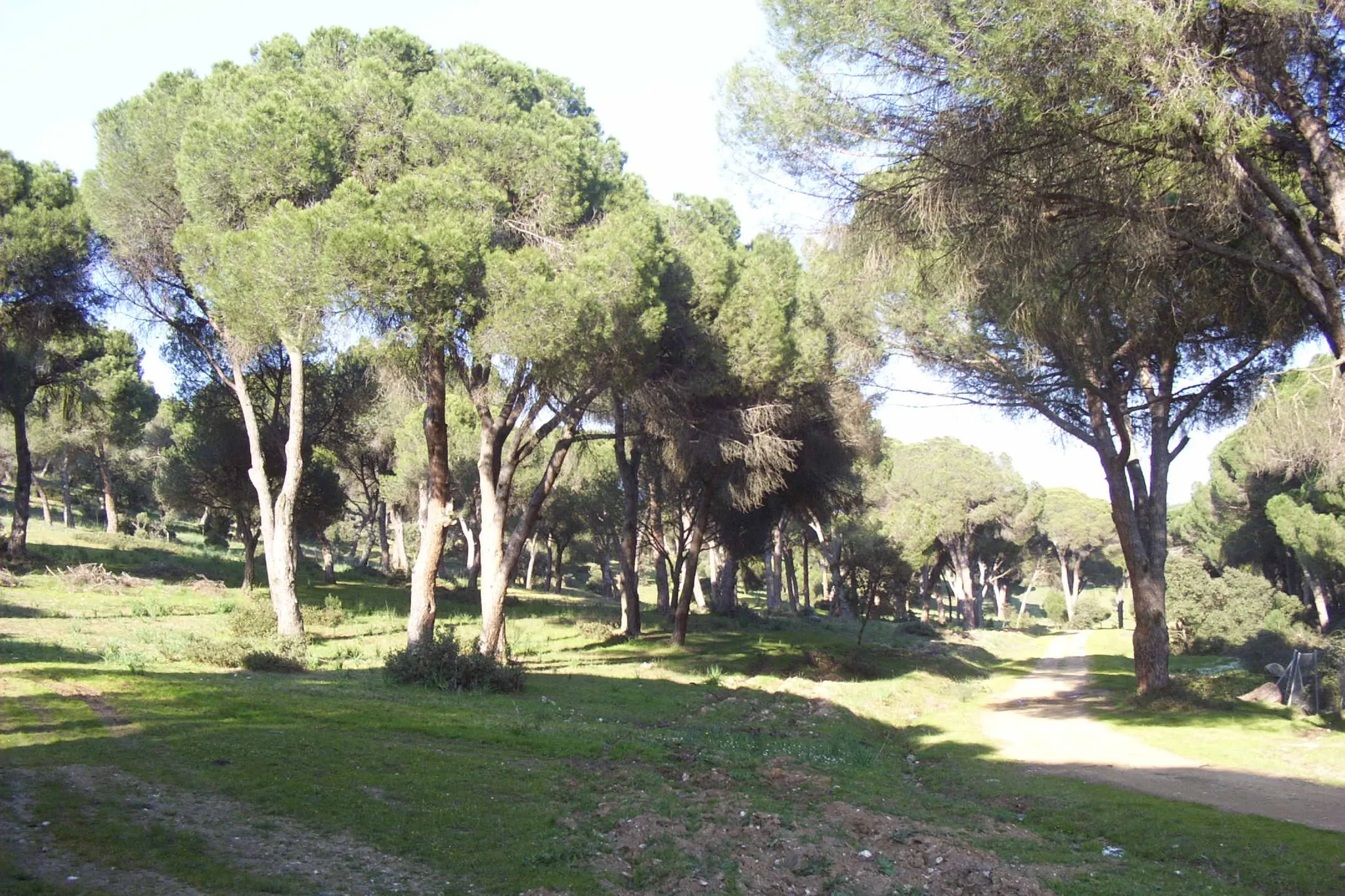 Photo showing: Pinar de Almorox, Toledo (España)