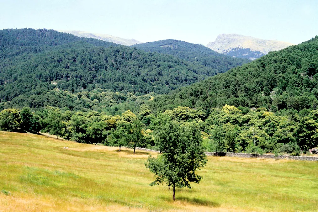 Photo showing: A meadow, chestnut and pine forests. La Adrada, Ávila, Castile and León, Spain