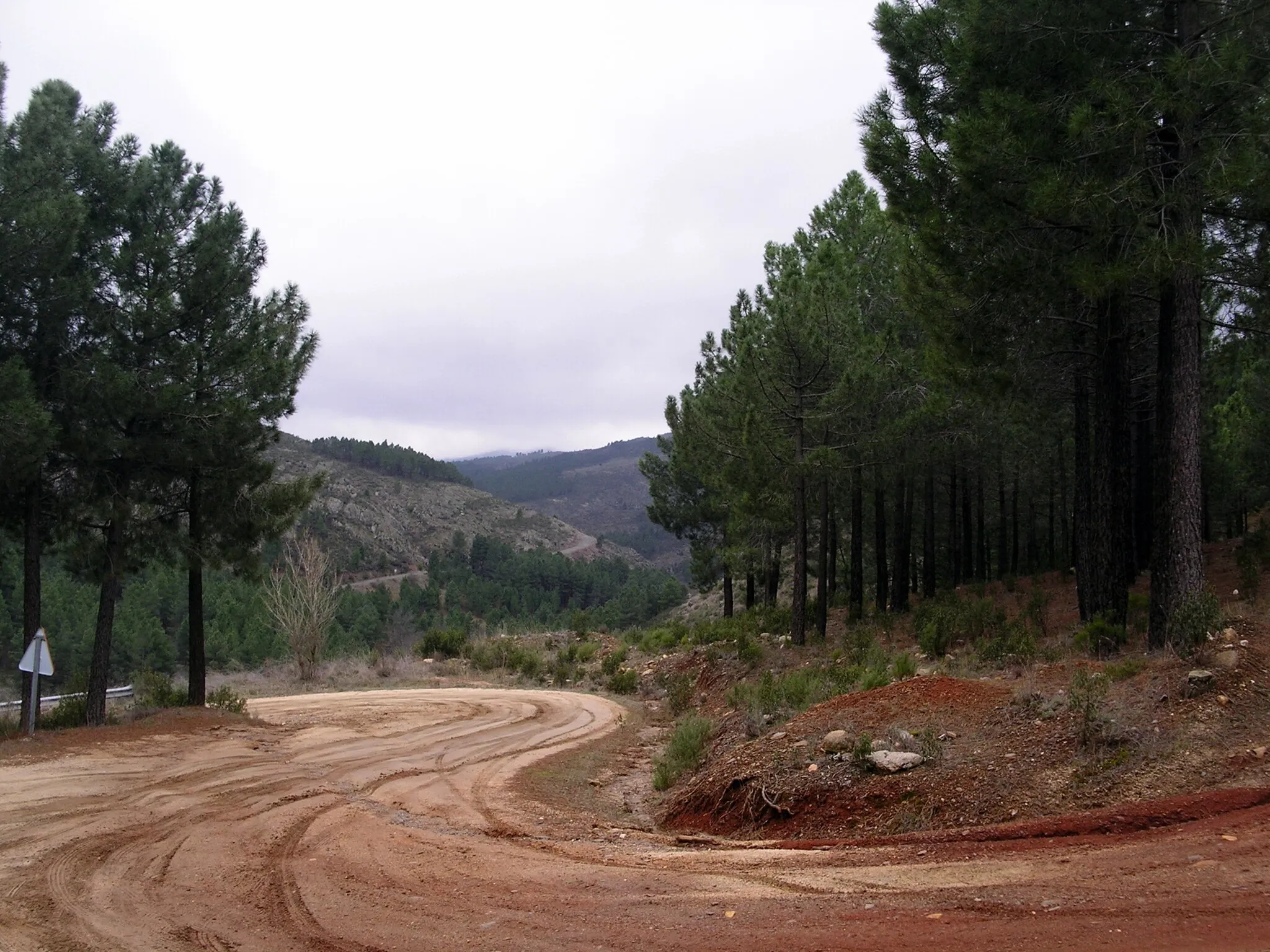 Photo showing: 2011-03-13 Camino forestal