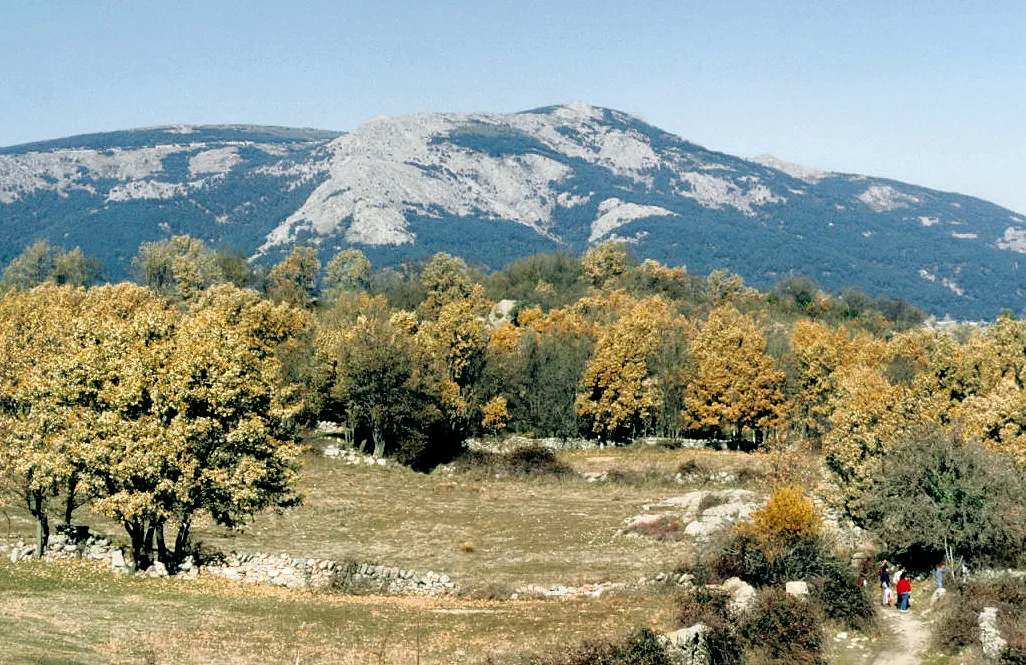 Photo showing: Oak forest [Quercus pyrenaica]; in the background, Abantos Peak from Zarzalejo, Madrid, Spain