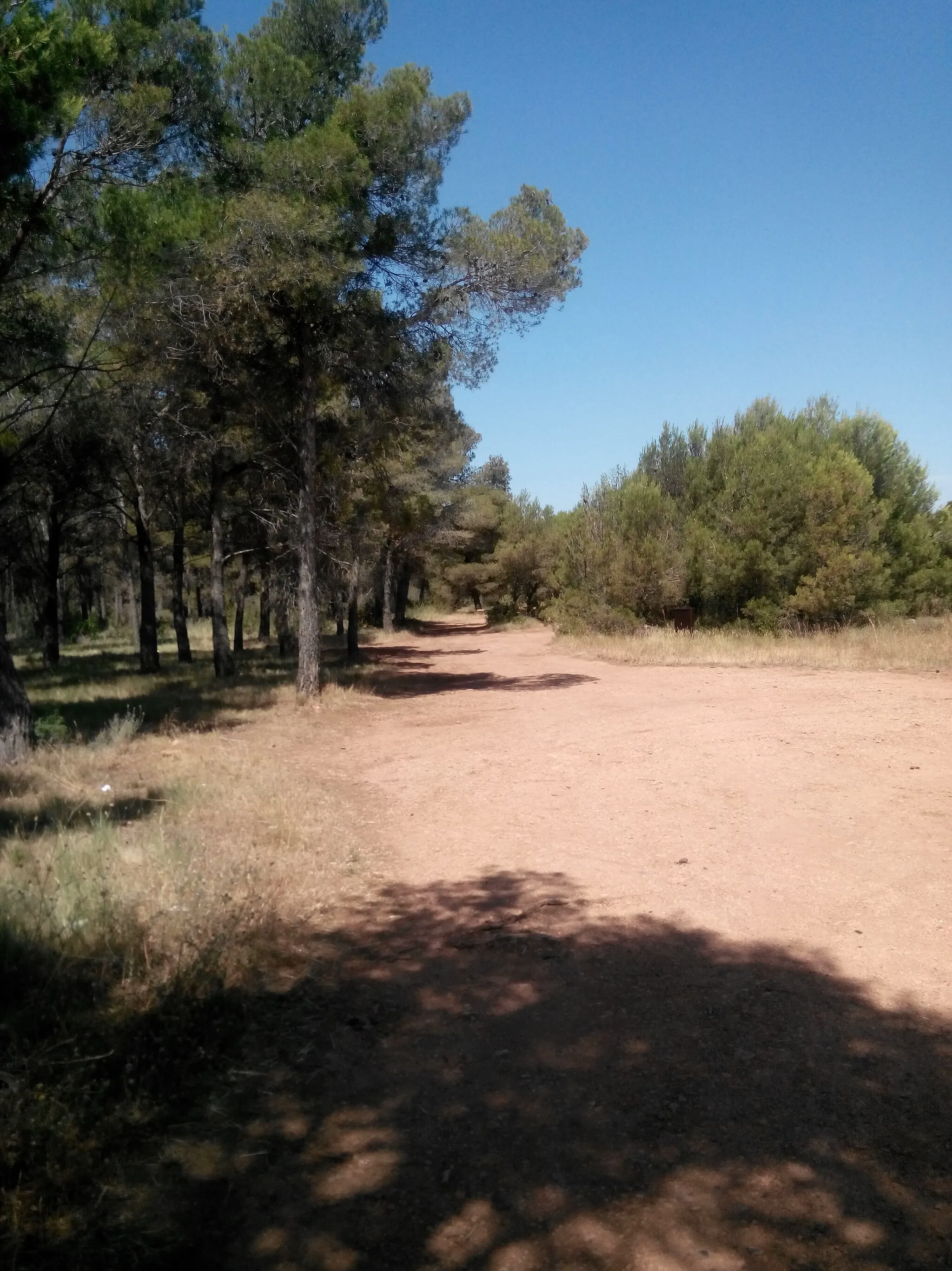 Photo showing: Pinar de Larrate - Camino al mirador