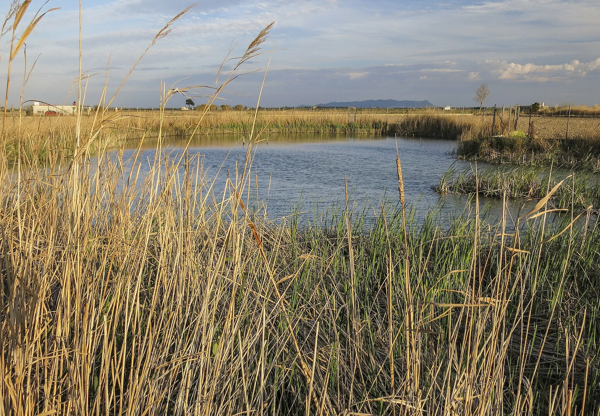 Photo showing: Ullal del Parc Natural de l'Albufera.