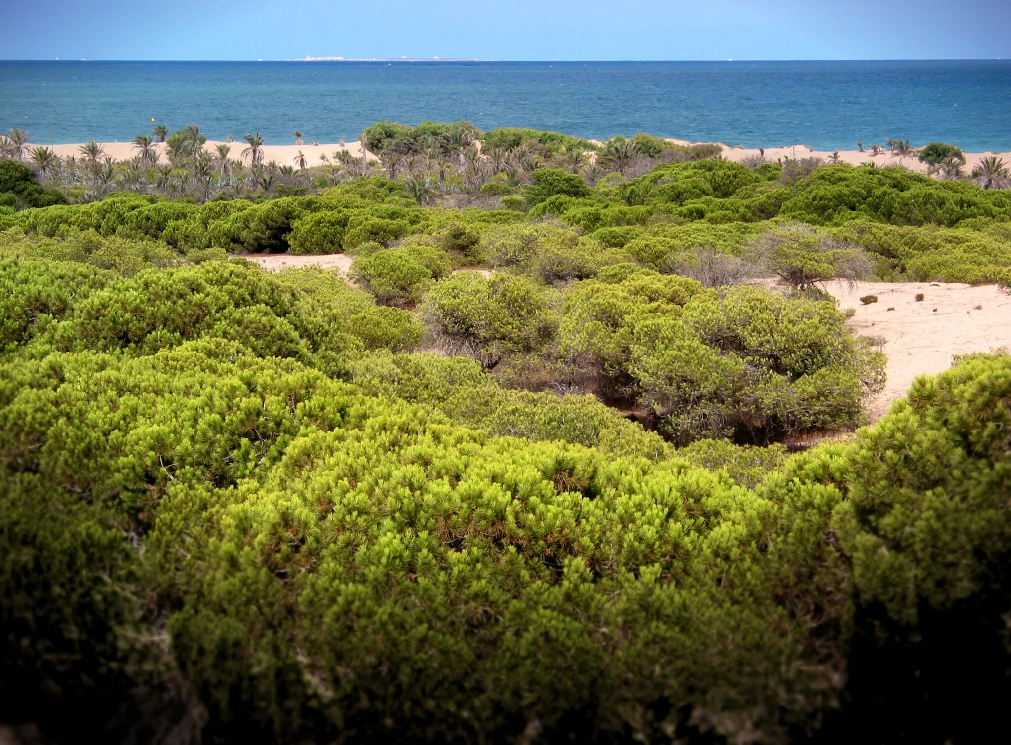 Photo showing: Dunas de Guardamar del Segura, España.