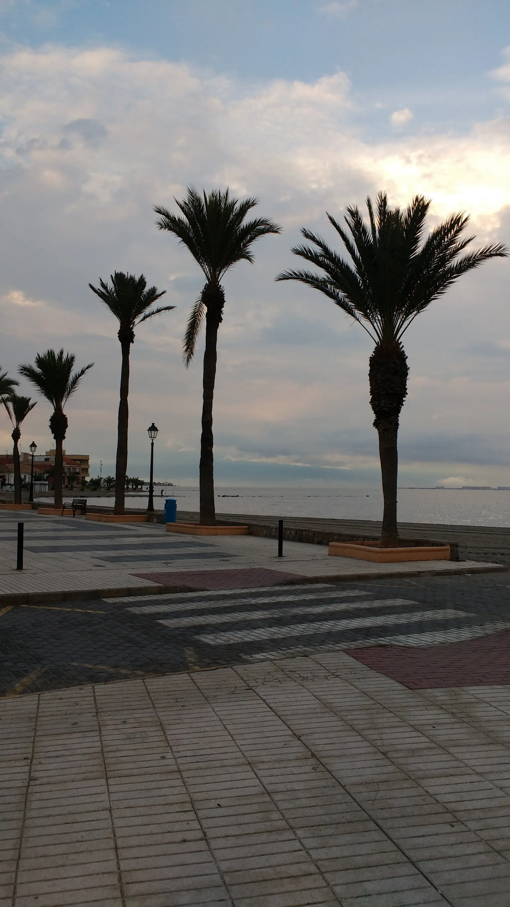 Photo showing: Craobhan palm aig Los Alcazares